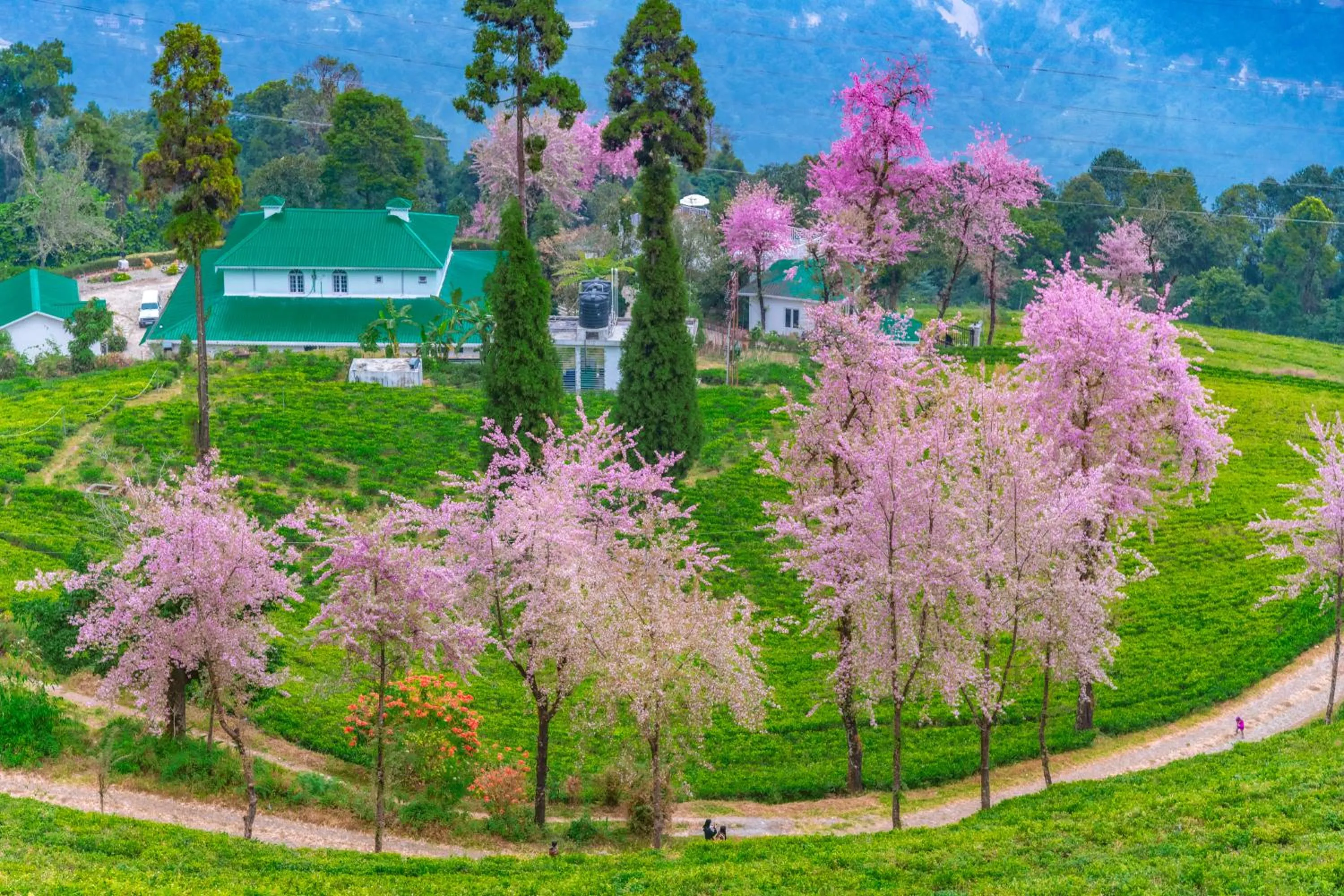 Spring in The Temi Bungalow South Sikkim