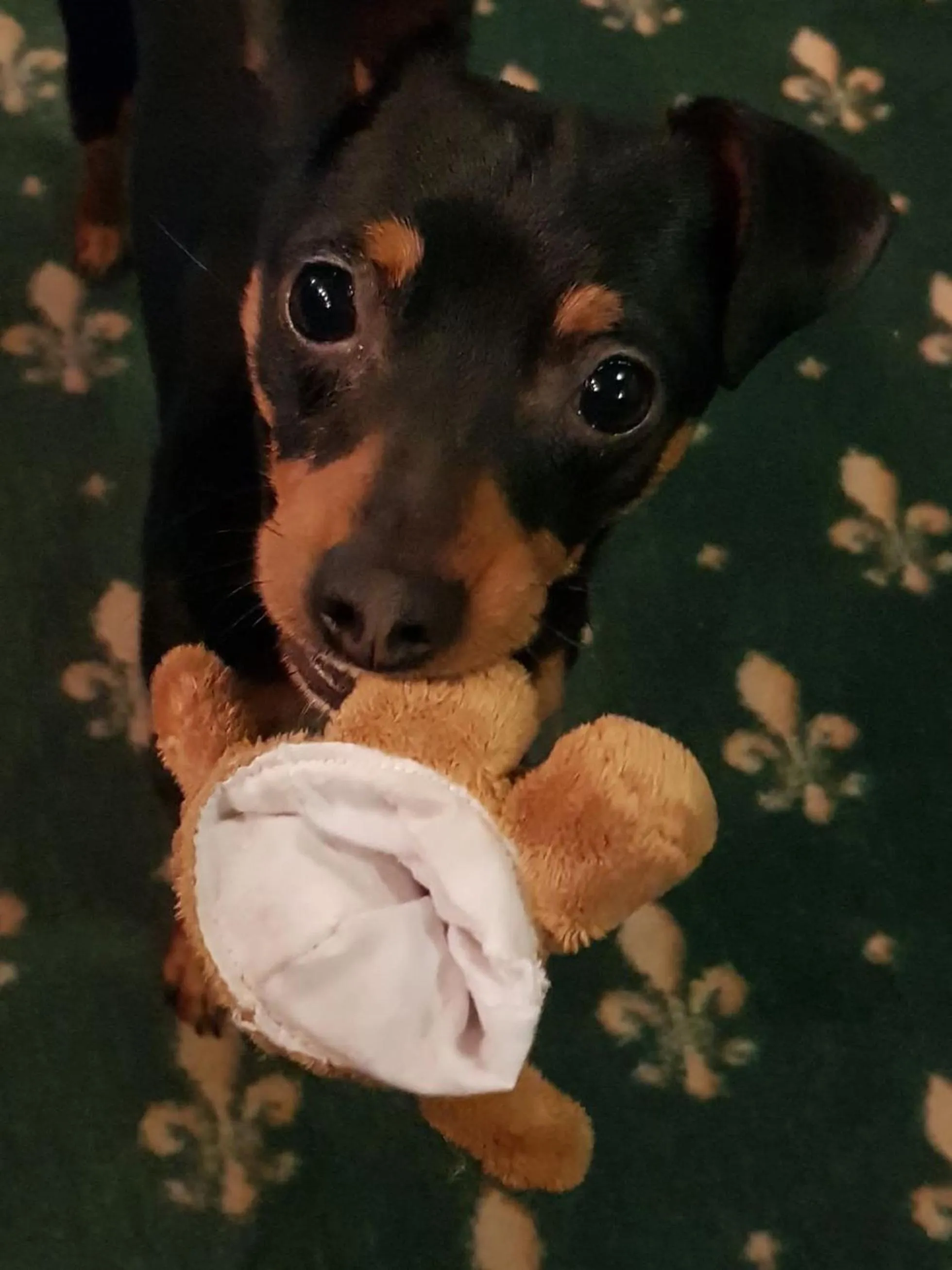 Animals in Hotel "Glück Auf "