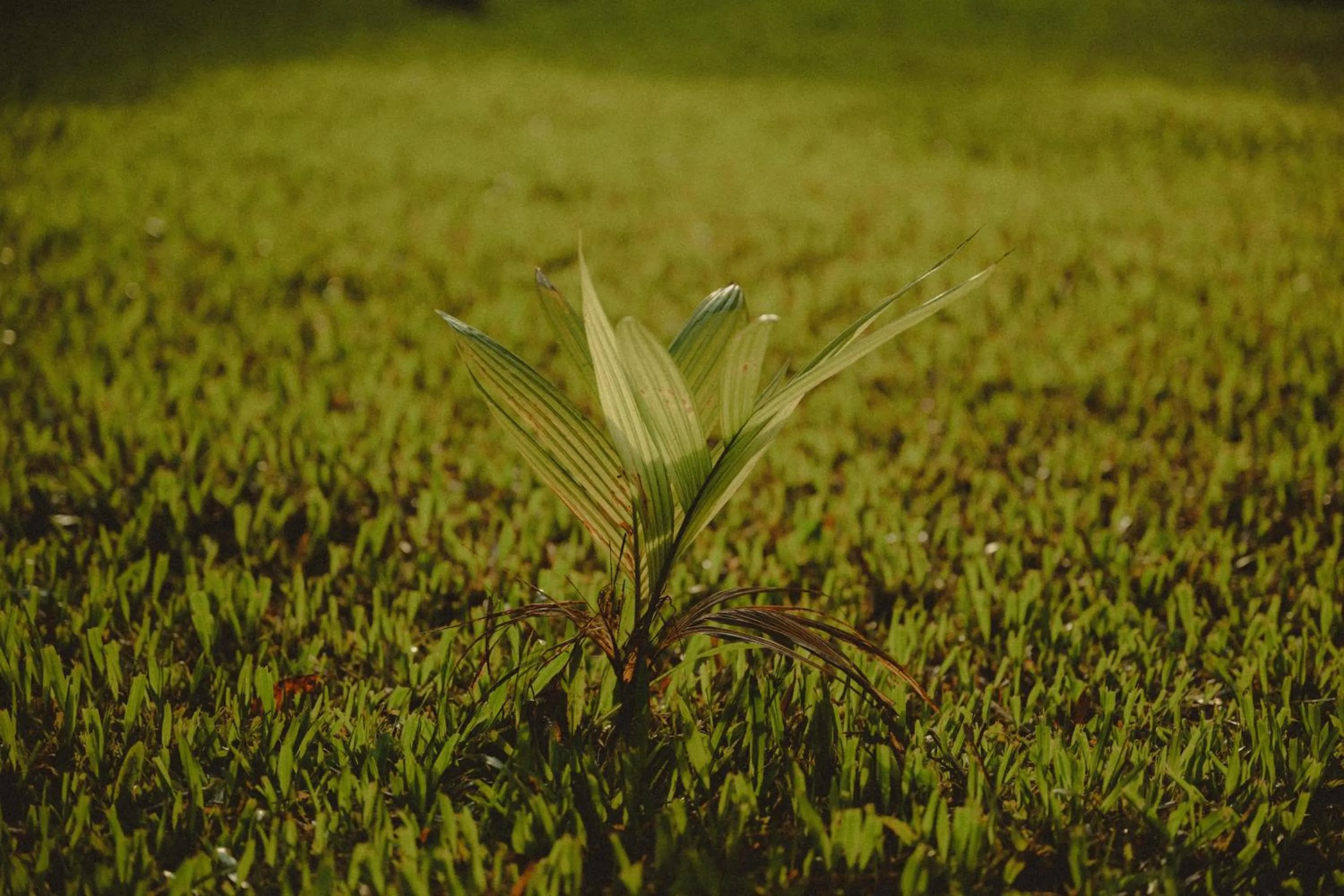 The Forest Elephant - Formerly known as the Flying Elephant