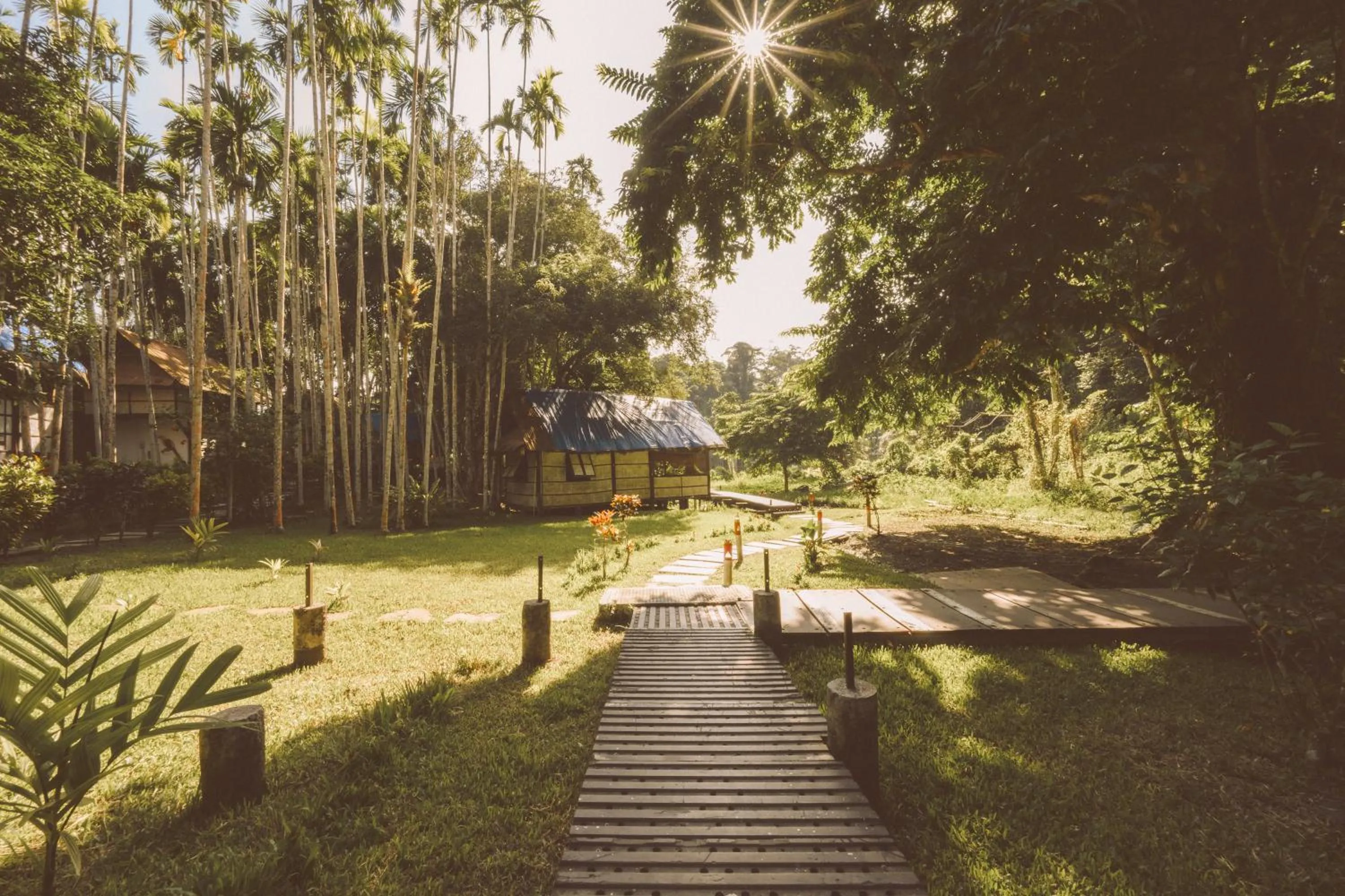 The Forest Elephant - Formerly known as the Flying Elephant