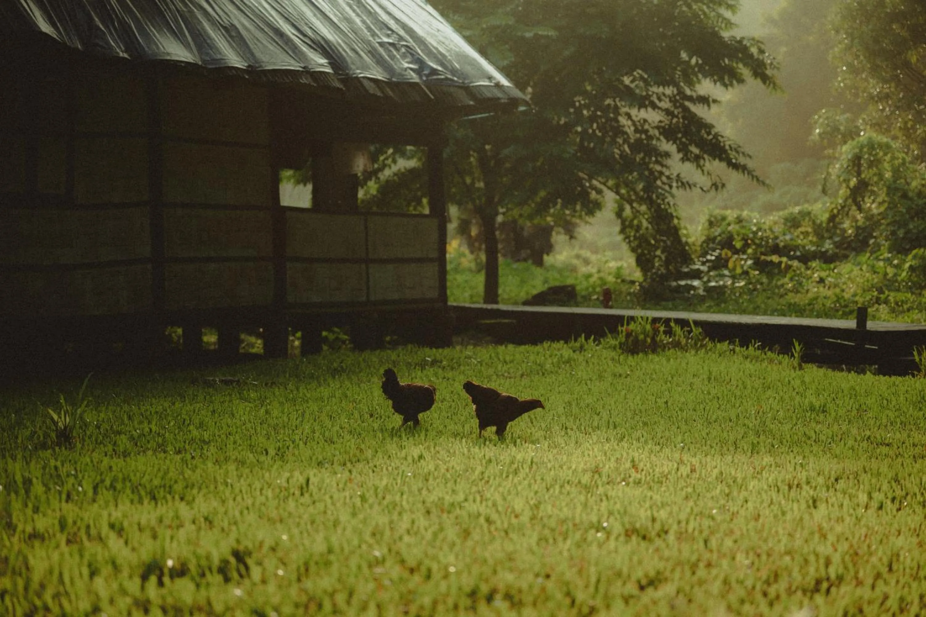 The Forest Elephant - Formerly known as the Flying Elephant