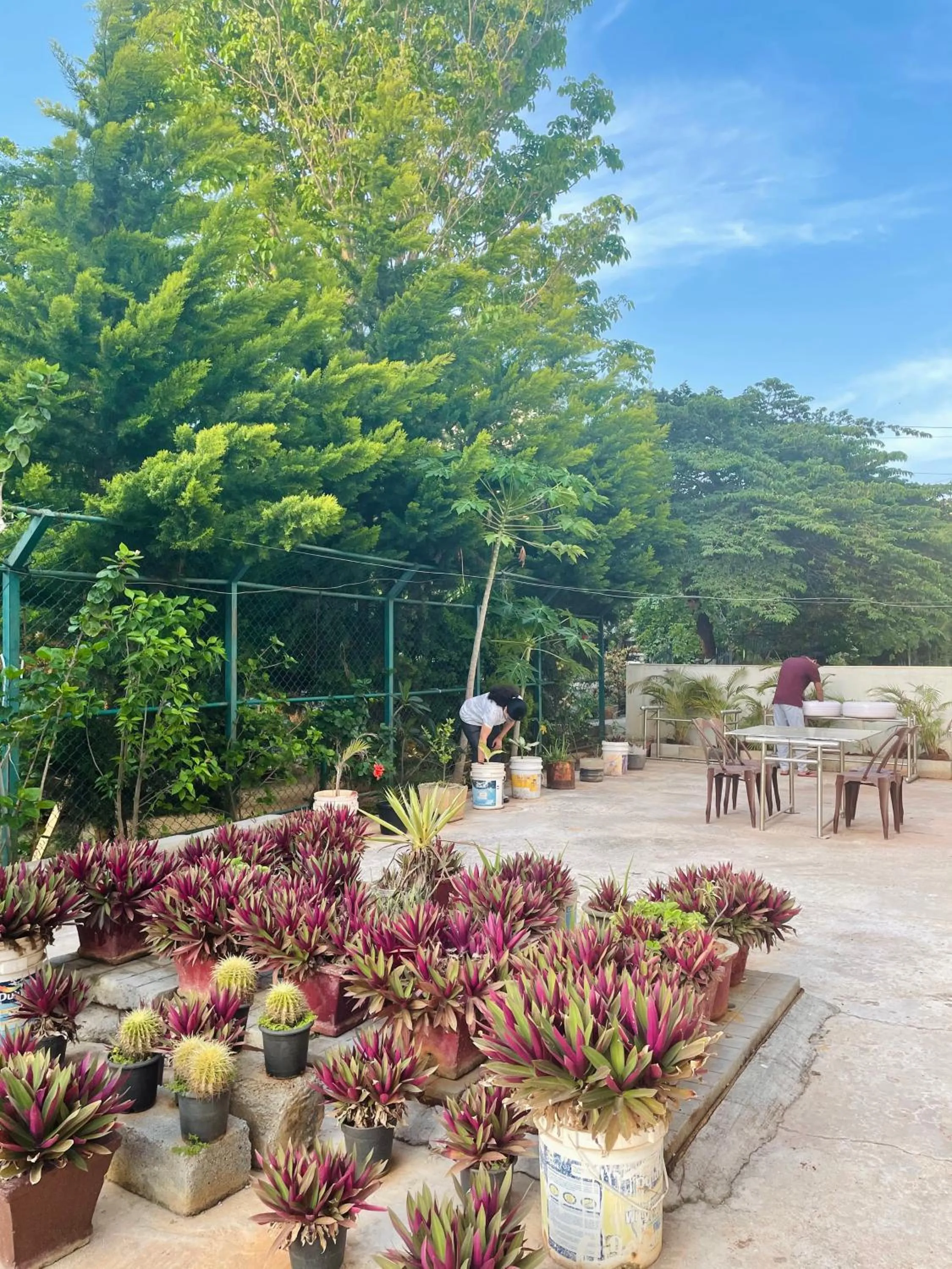 Garden in Hotel Coffee Bean