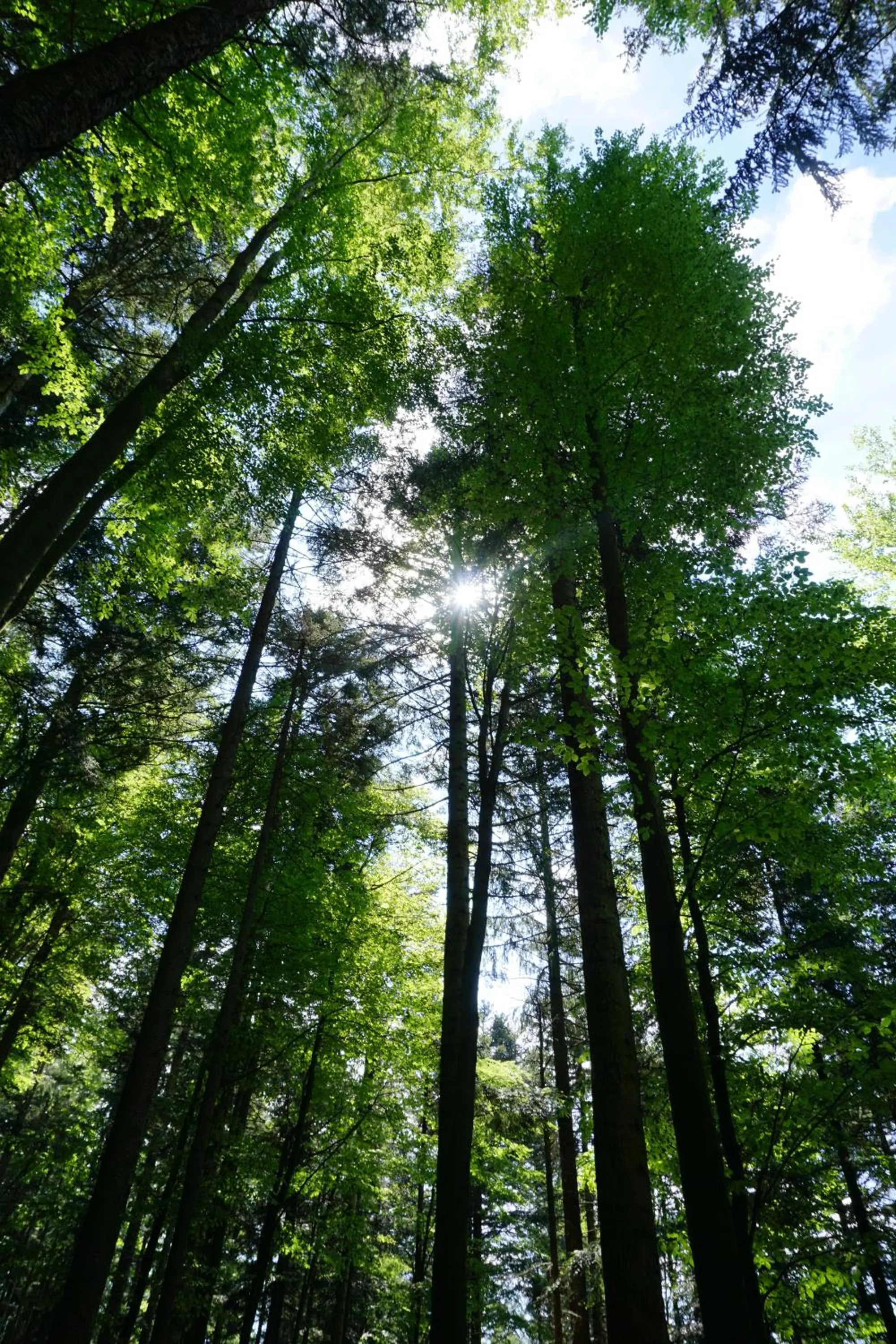 Hiking in Ehrenmättlehof Faißt