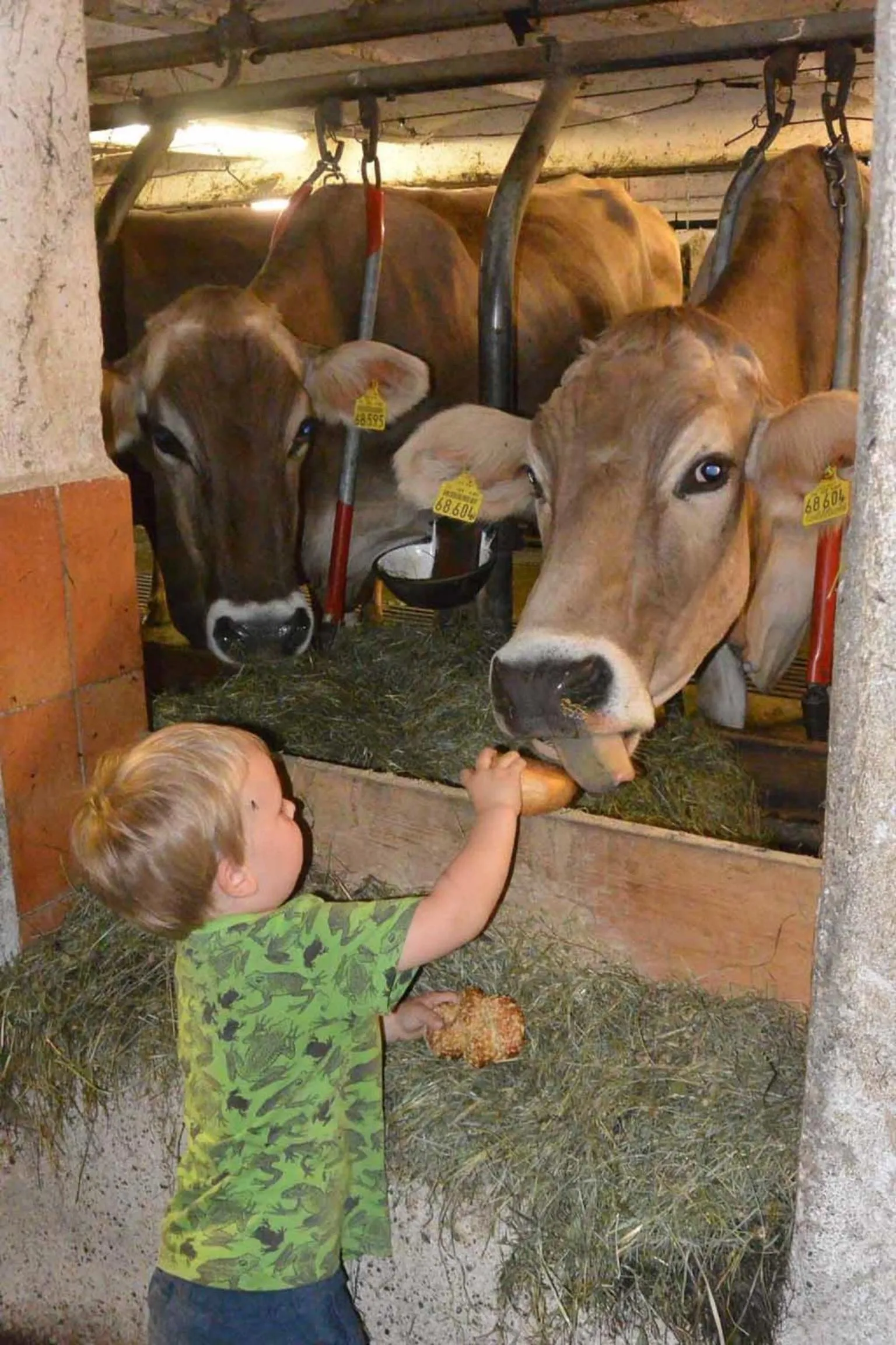 Animals in Veiter-Hof