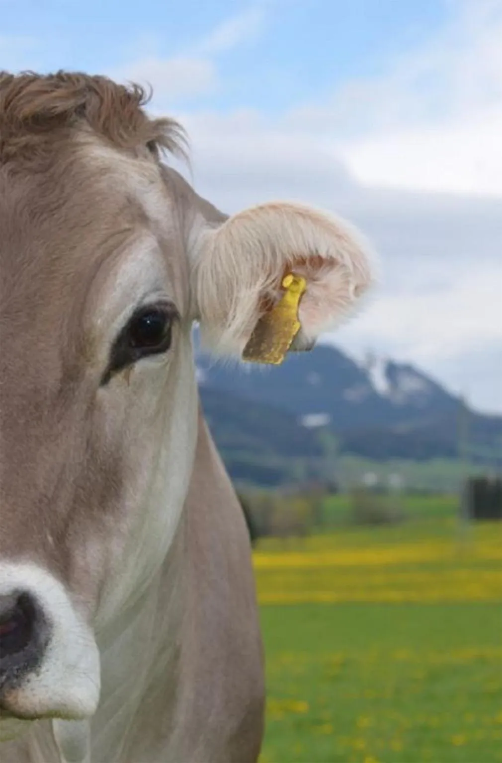 Animals in Veiter-Hof