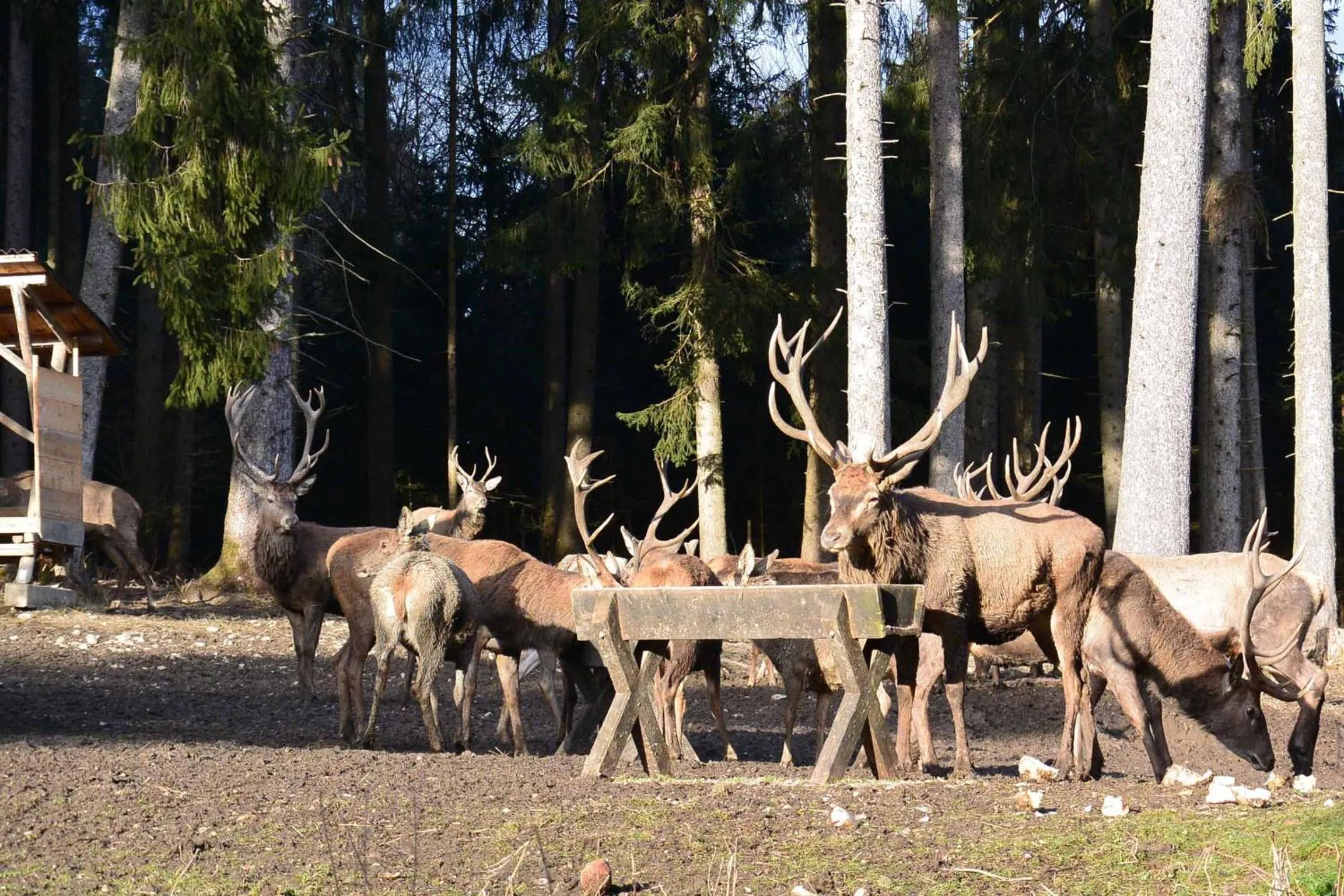 Animals in Veiter-Hof