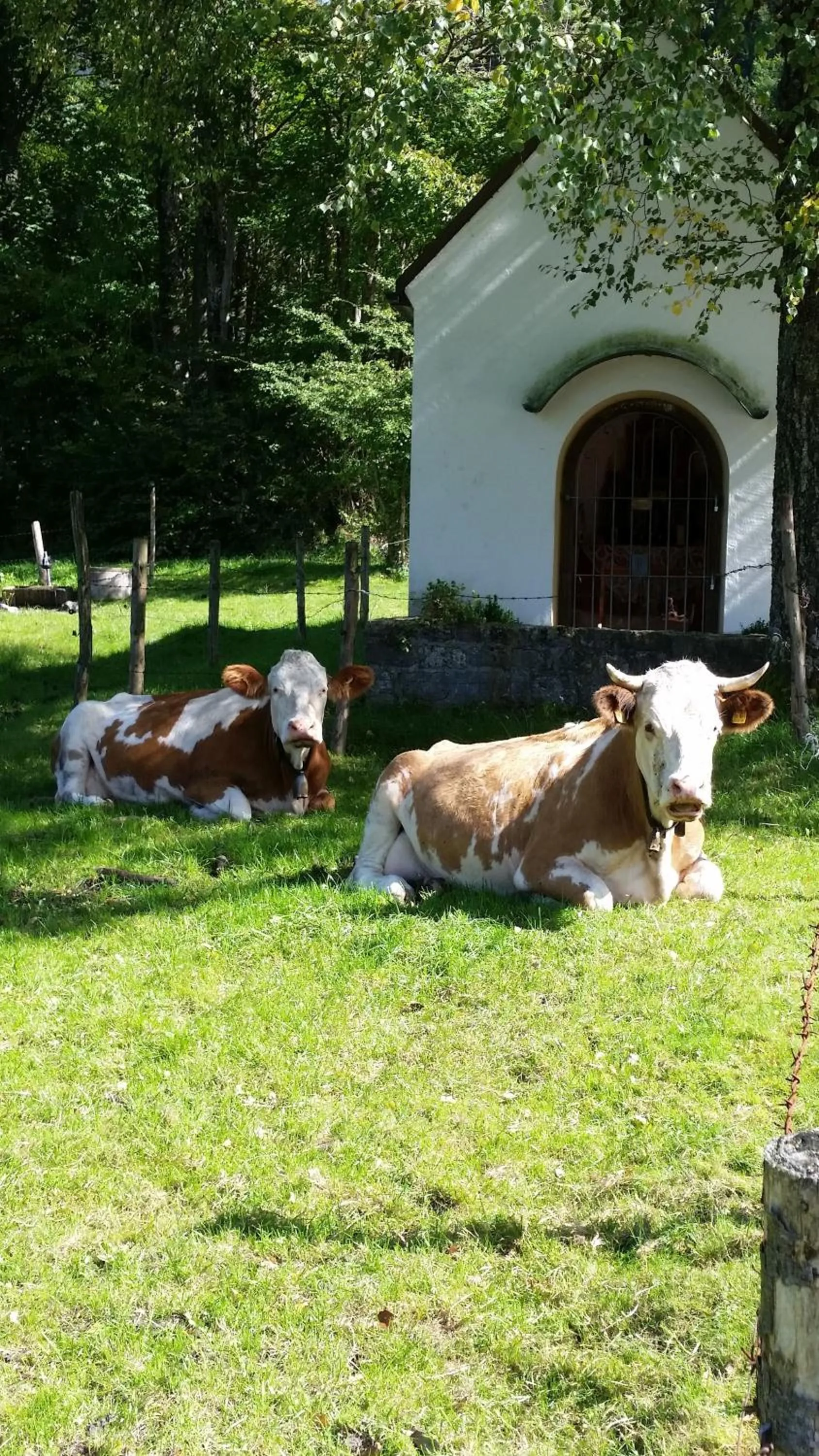 Area and facilities in Aparthotel Alpenpark