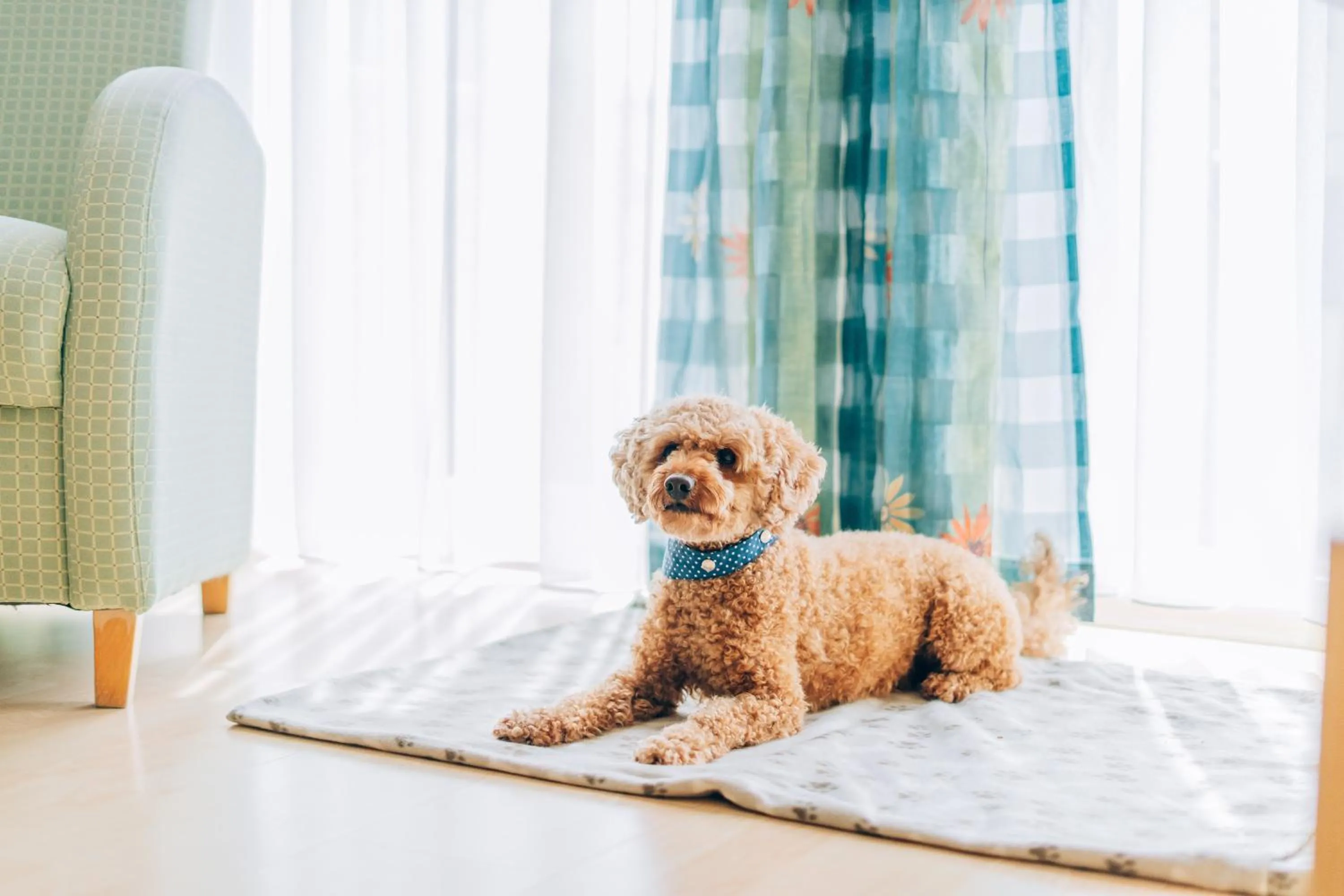 Animals in Hotel Abenstal