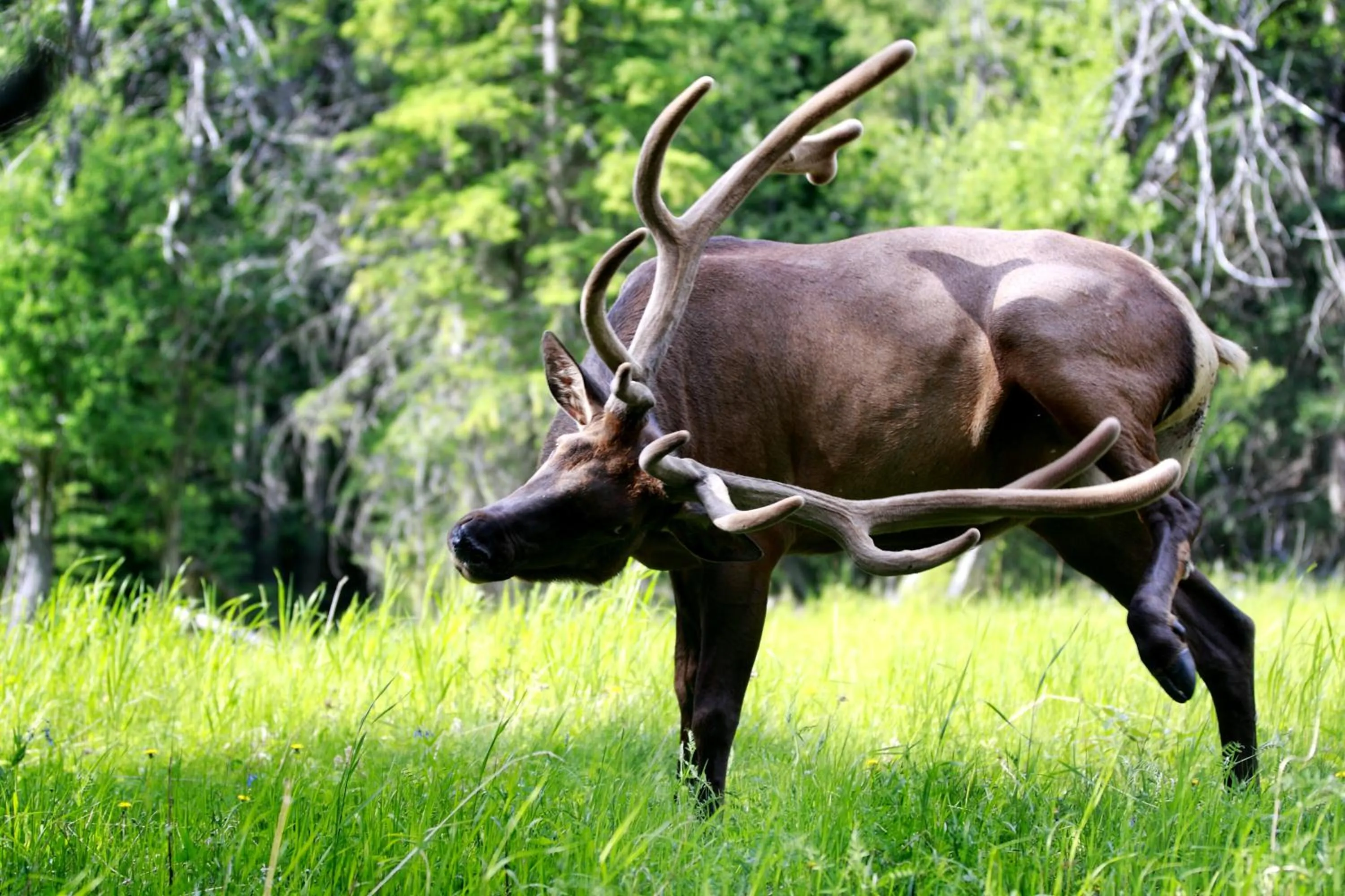 Quiet street view in David Thompson Resort