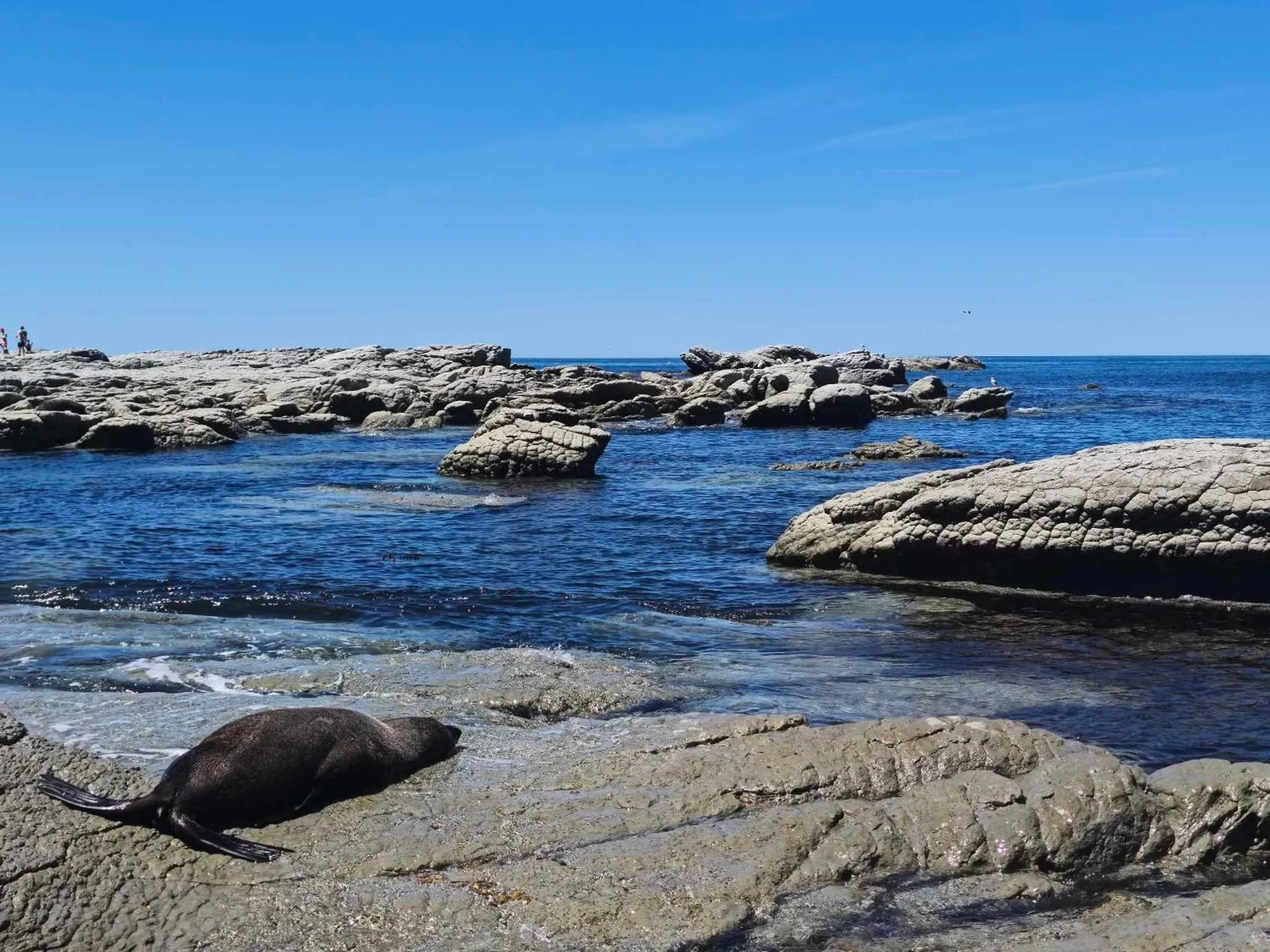 Activities in Kaikoura Waterfront Apartments