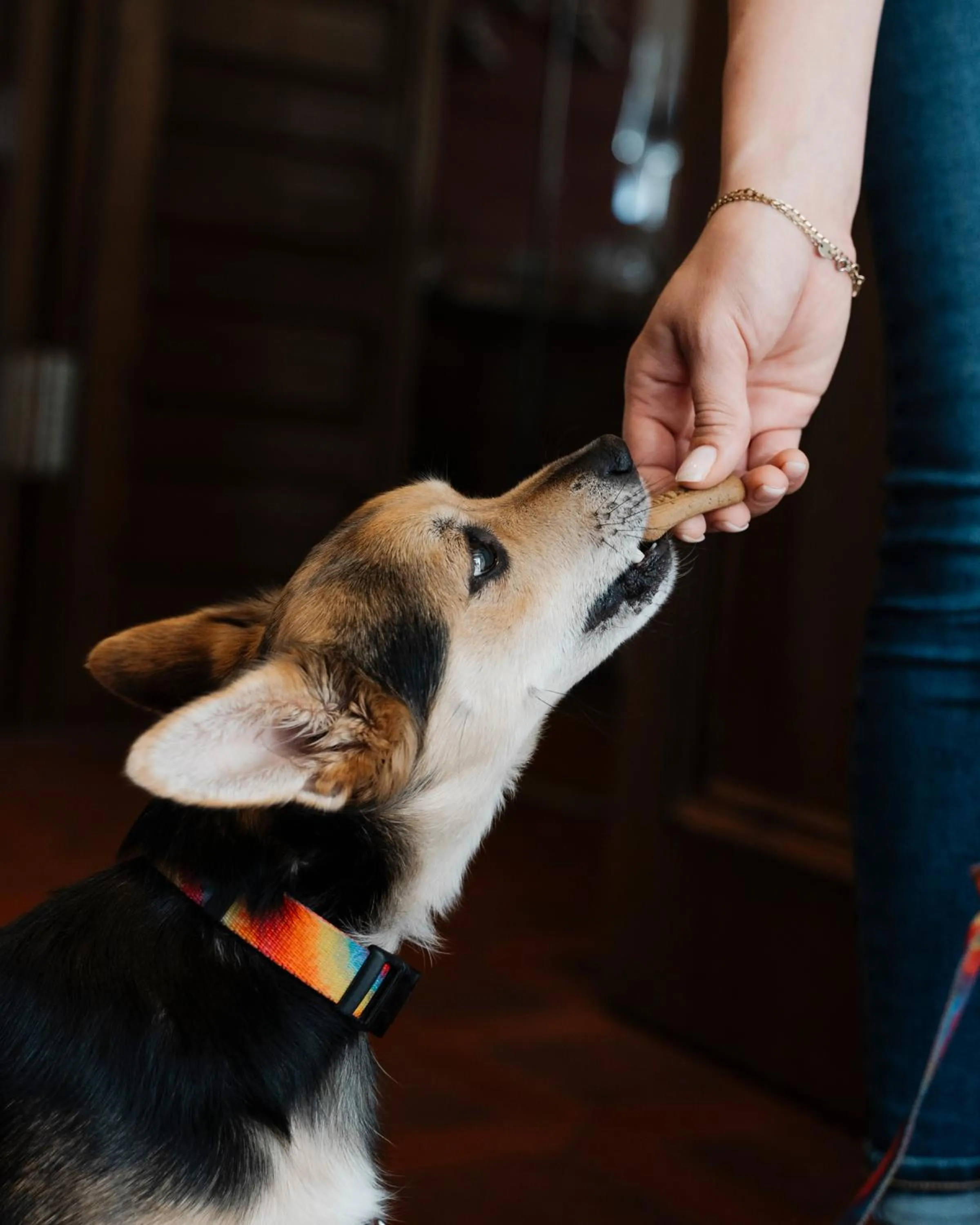 Animals in AKZENT Hotel Berg's Alte Bauernschänke- Wellness und Wein