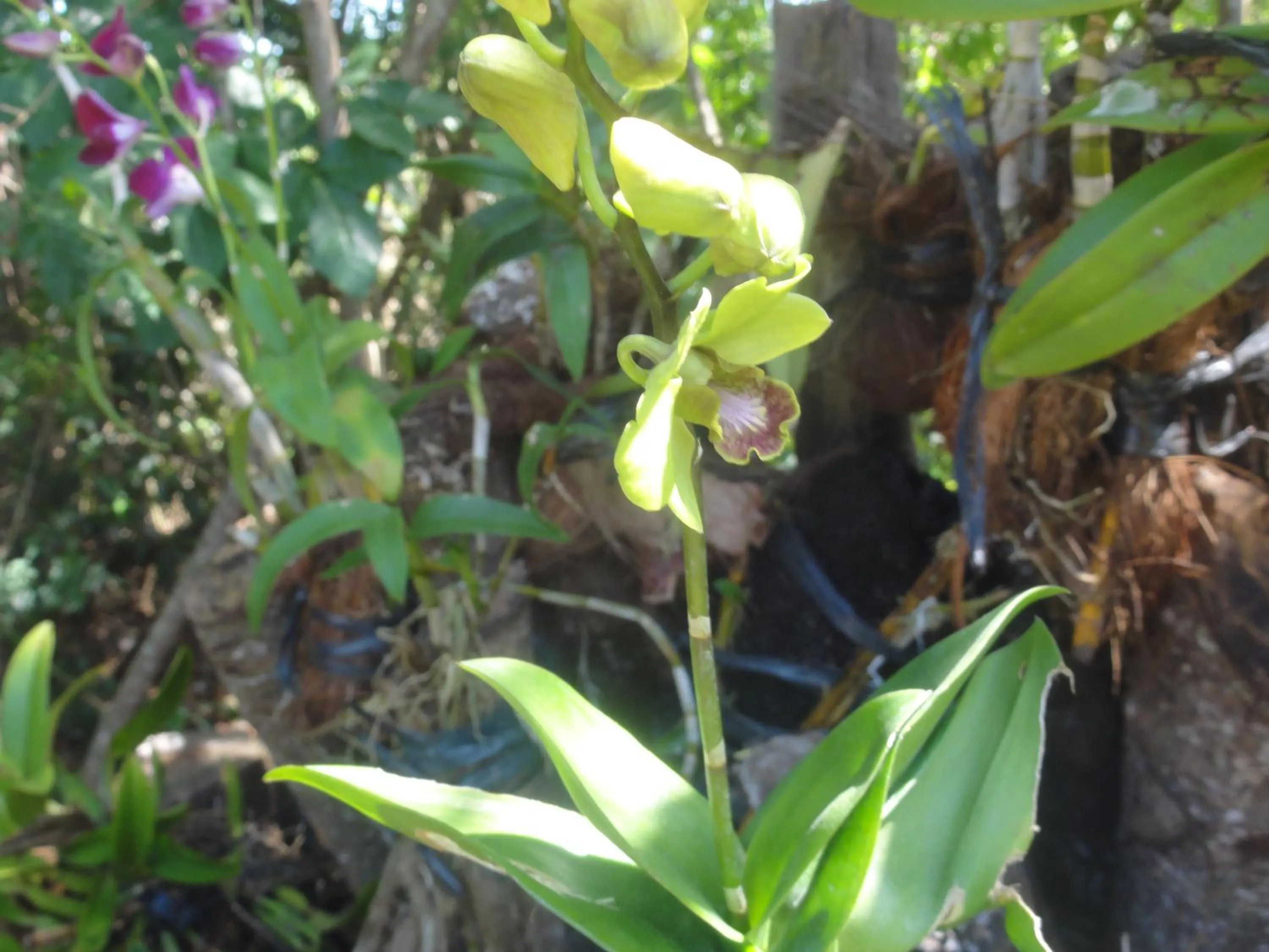 Decorative detail in Sea Turtle House Moalboal