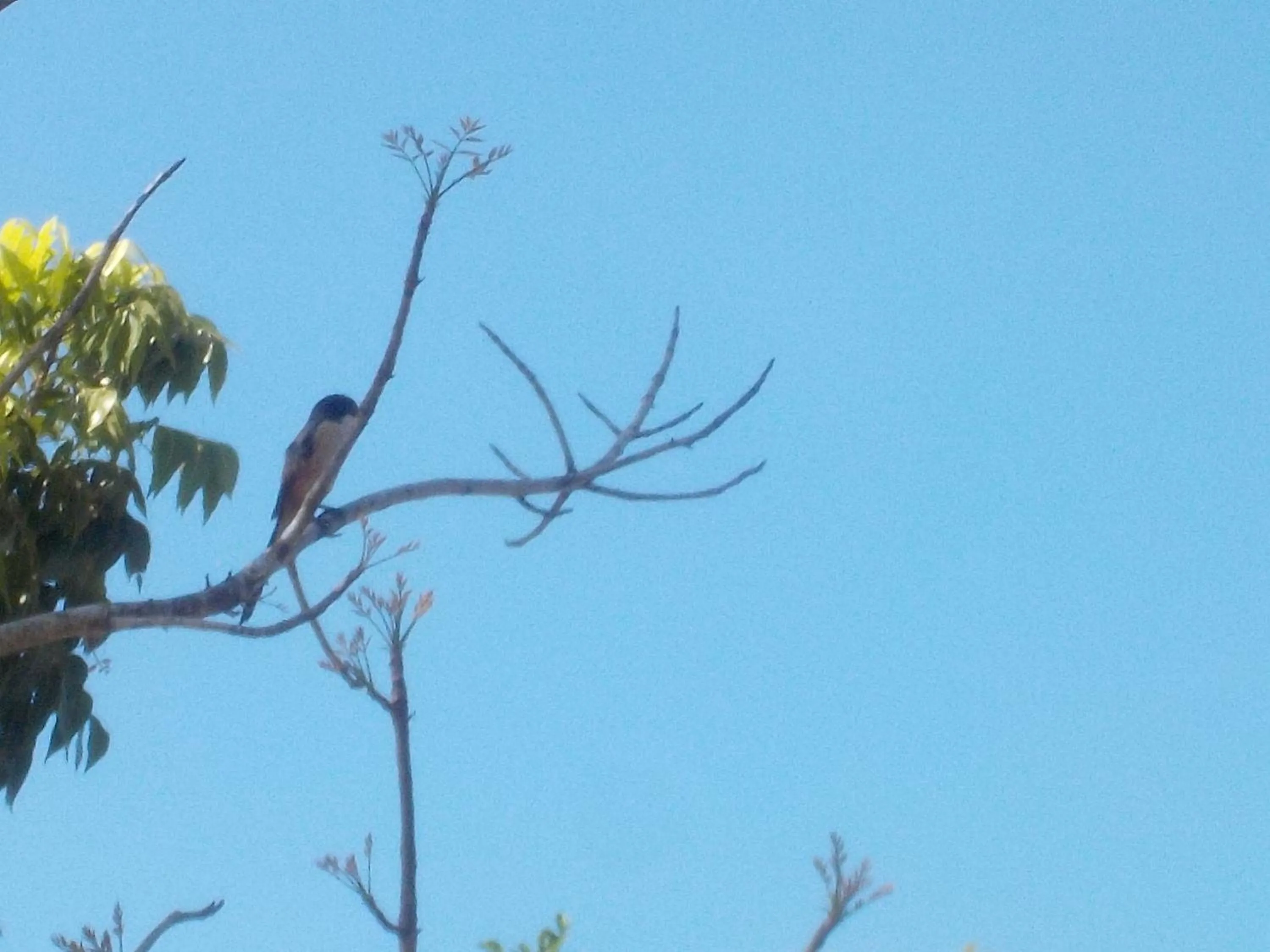 Animals in Sea Turtle House Moalboal
