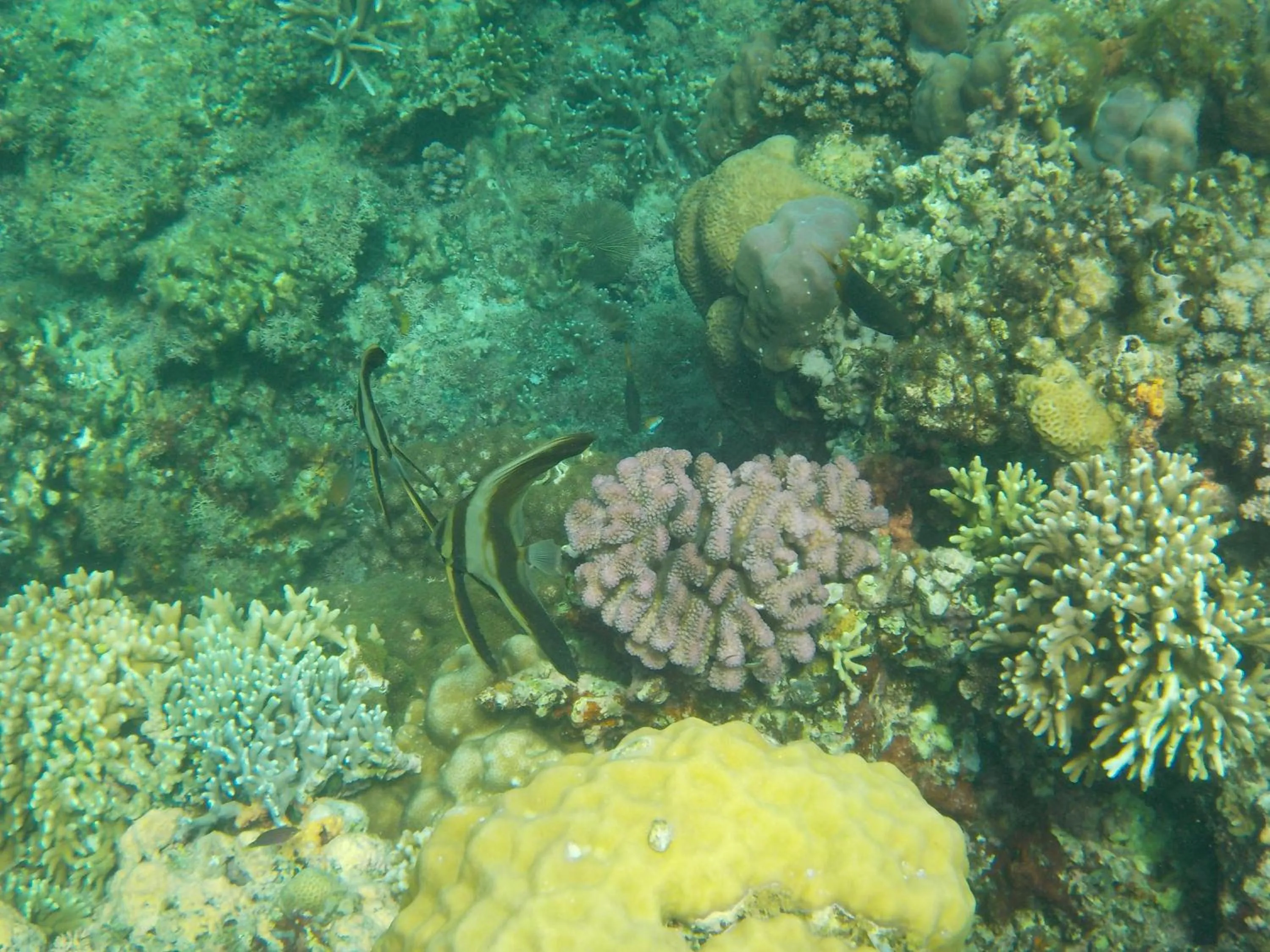 Snorkeling in Sea Turtle House Moalboal