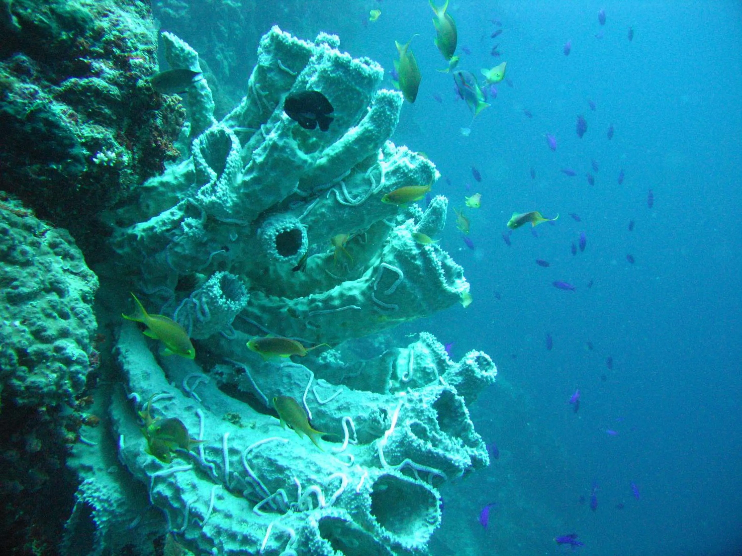 Diving in Sea Turtle House Moalboal