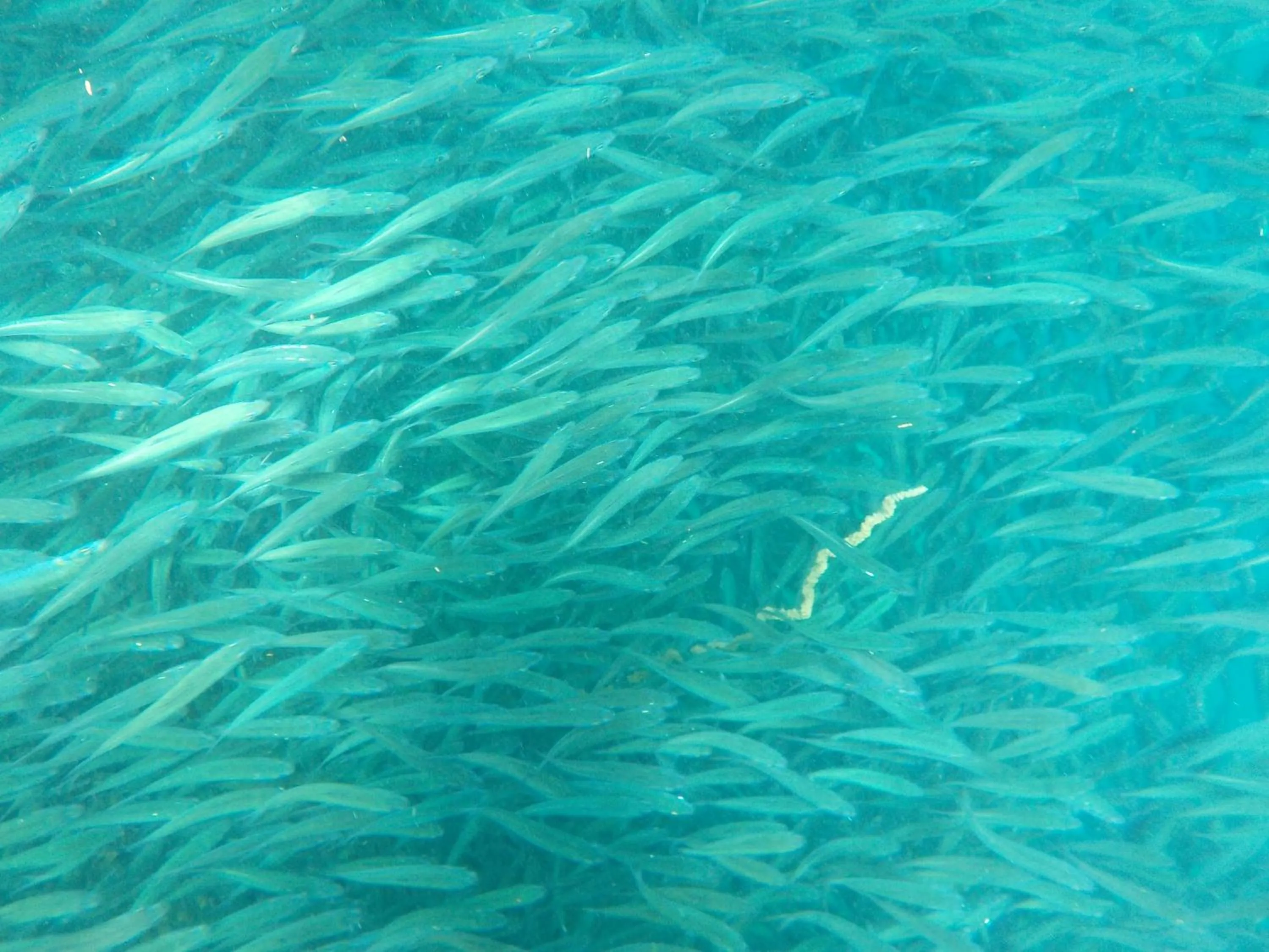 Snorkeling in Sea Turtle House Moalboal