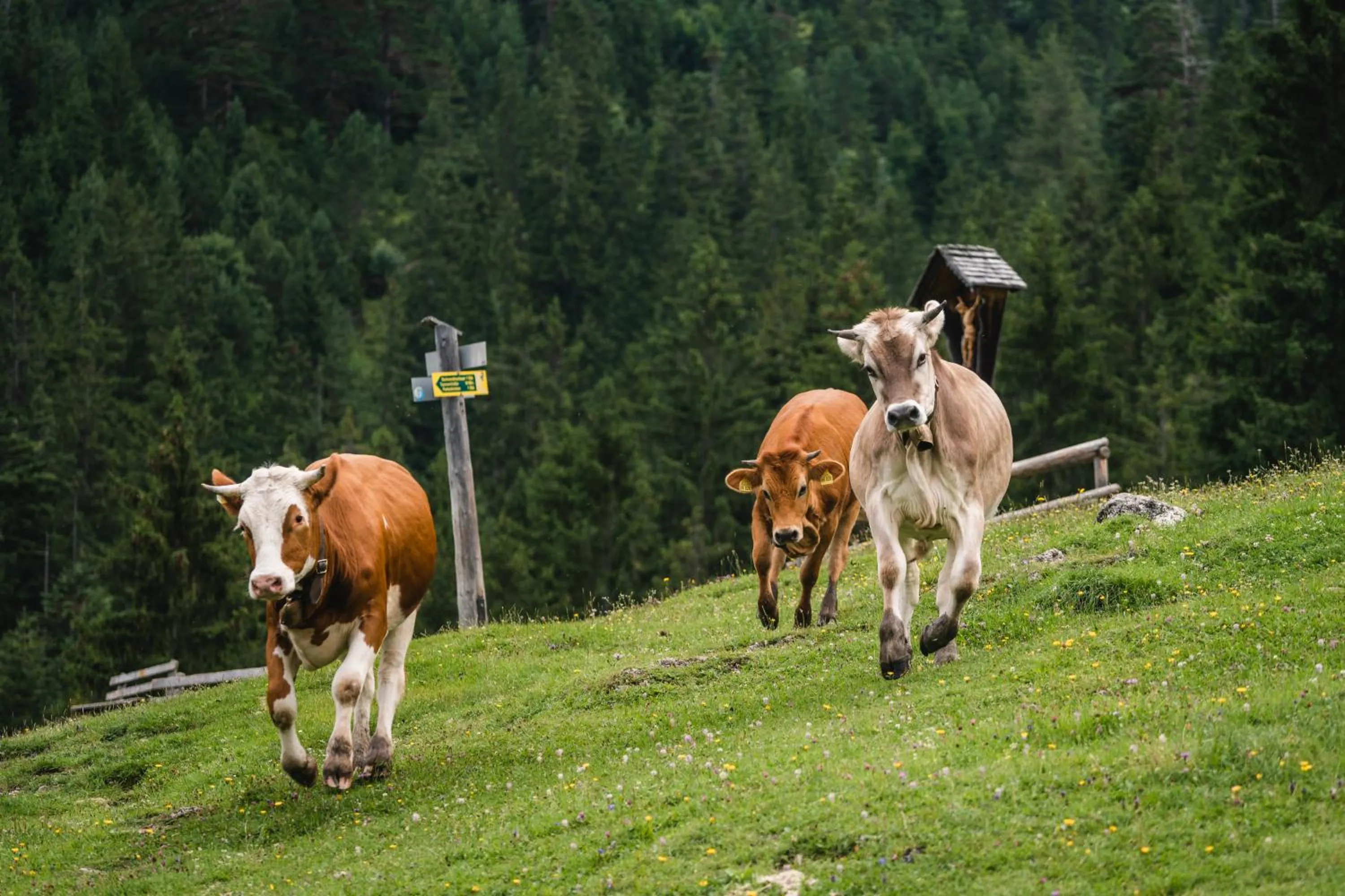 Natural landscape in HENRI Country House Garmisch-Partenkirchen