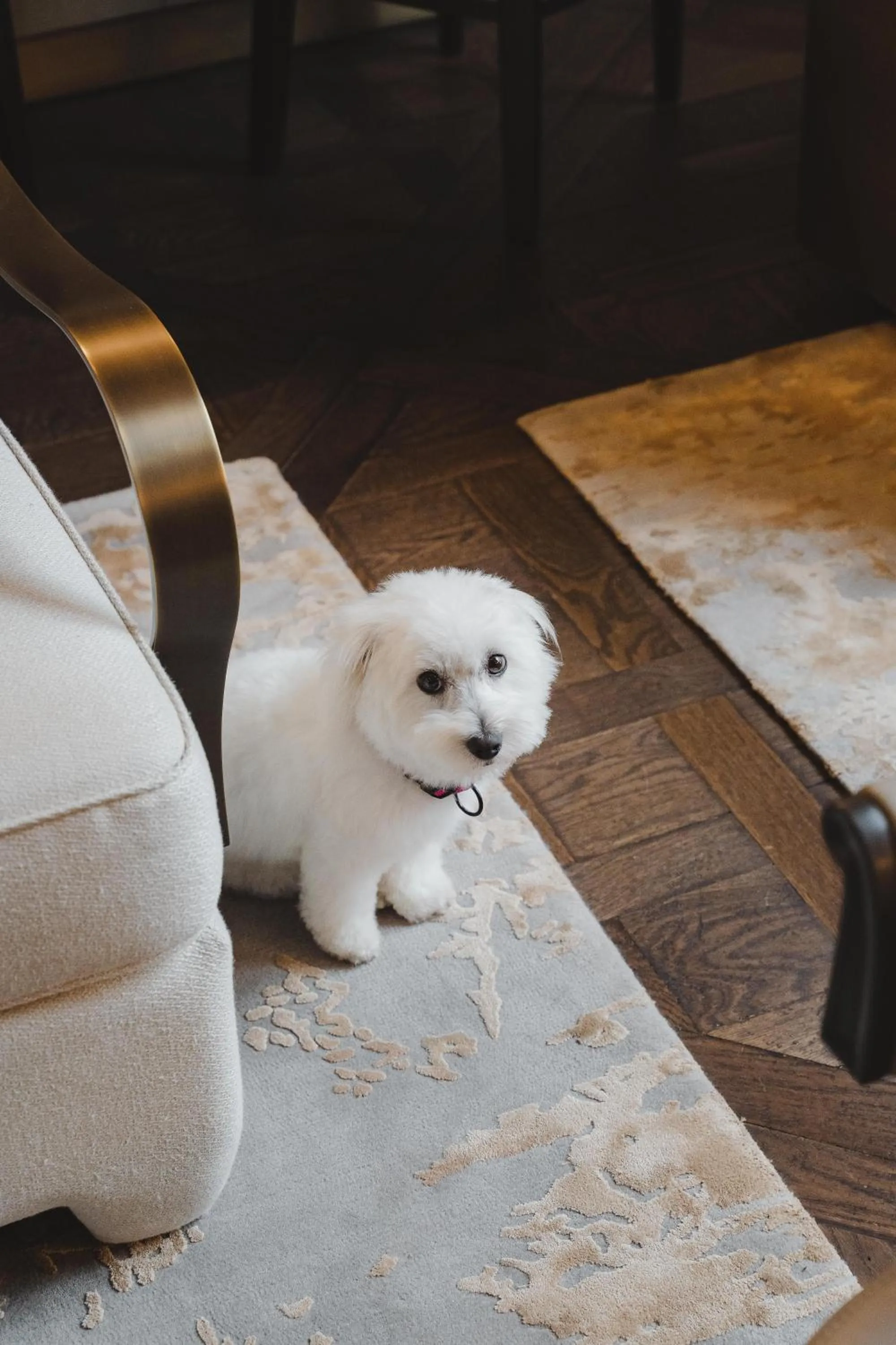 Pets in Maison Villeroy