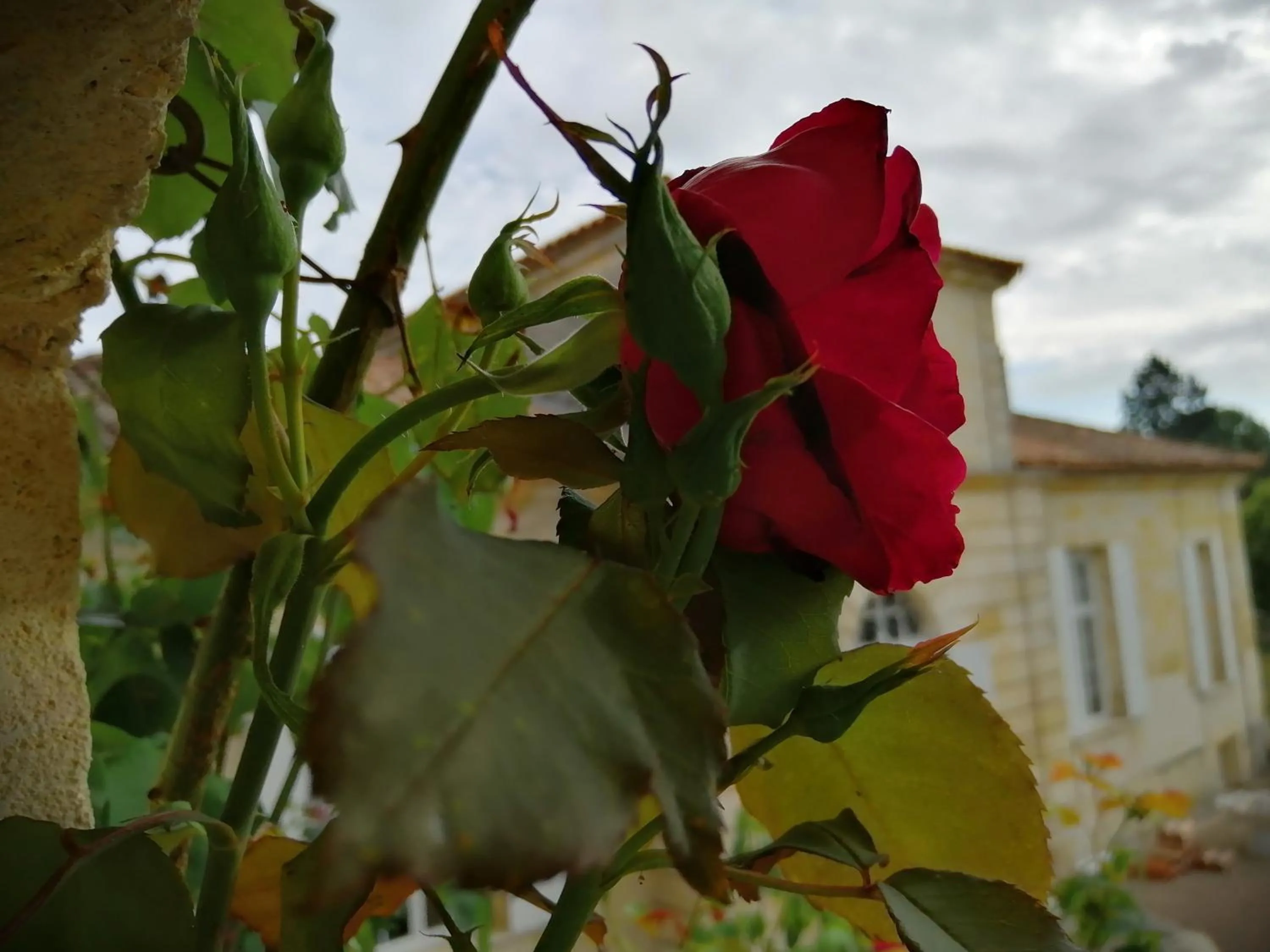 Garden in Domaine du chauvet
