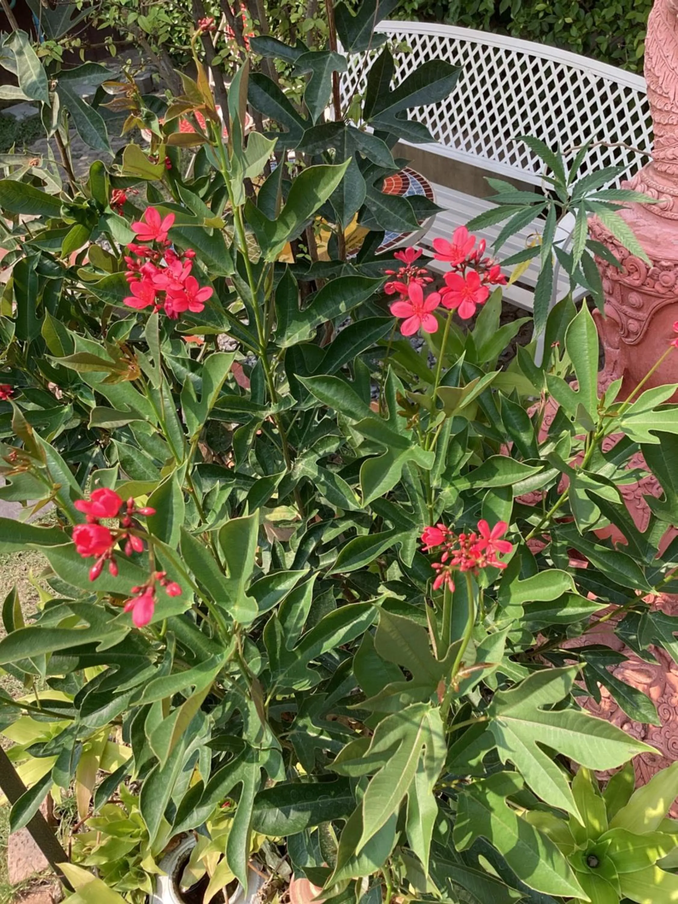 Garden in Puak Taem Boutique Hotel