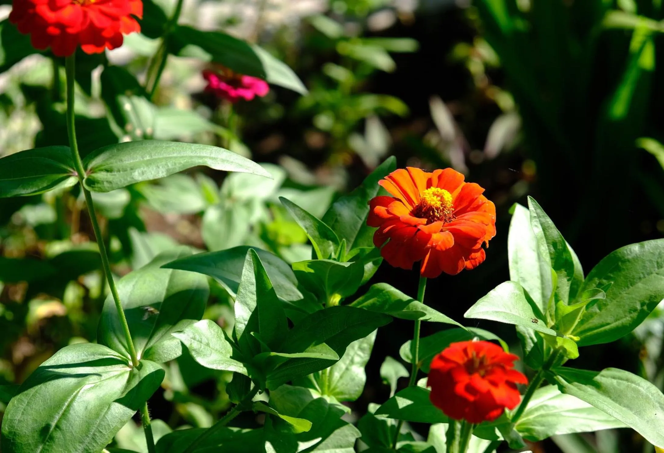 Garden in Wide Sands Beach Retreat