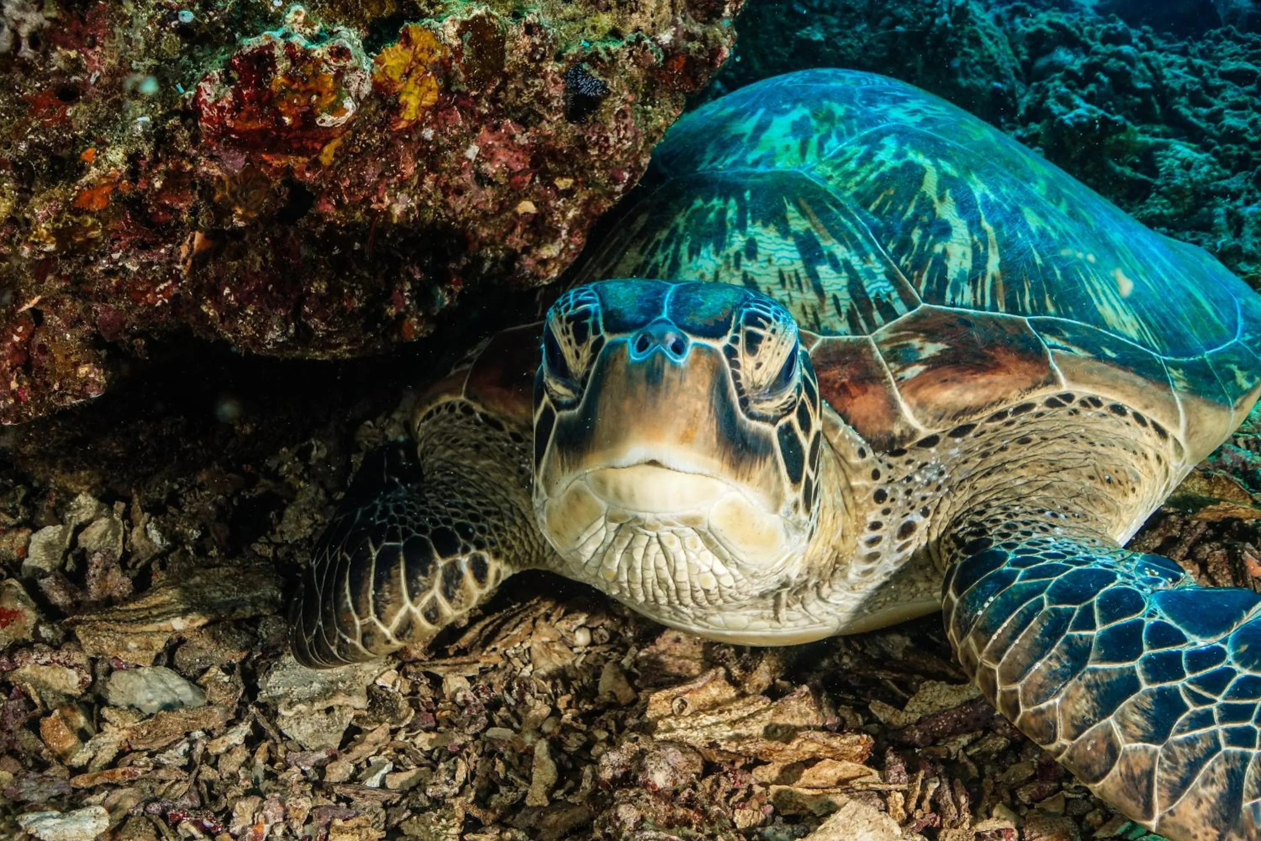 Entertainment in MAAYONG HOSTEL
