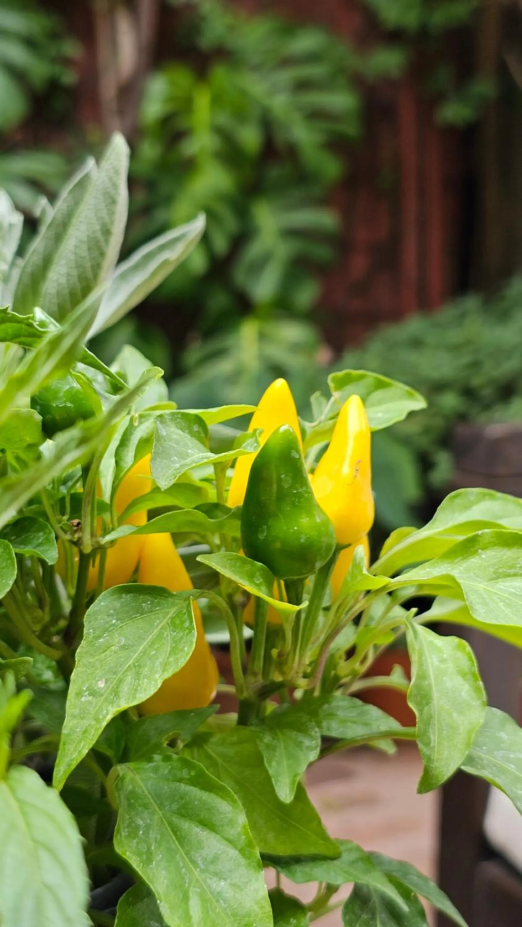 Balcony/Terrace in BE Jardin Escondido By Coppola