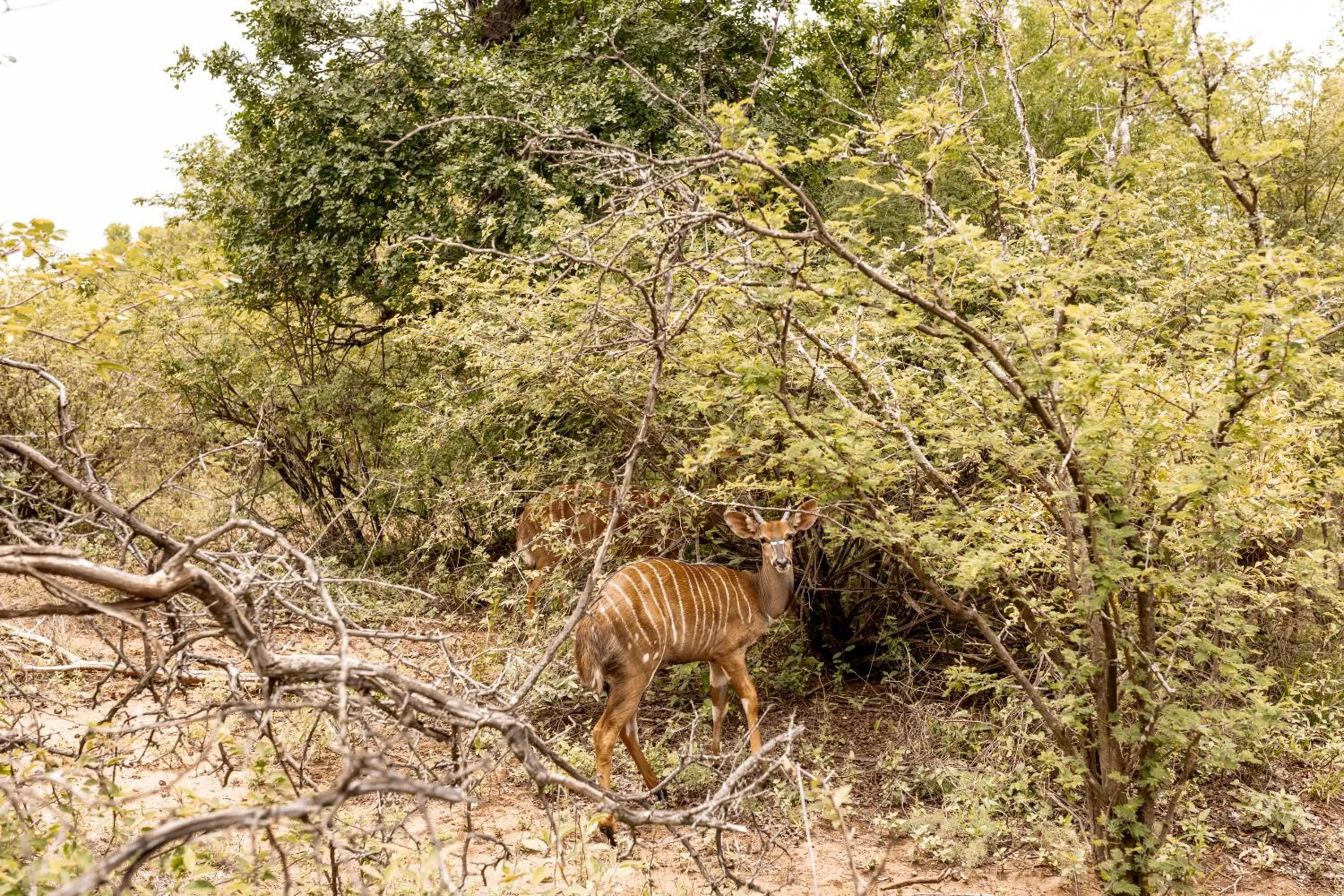 Natural landscape in Little Kubu Lodge