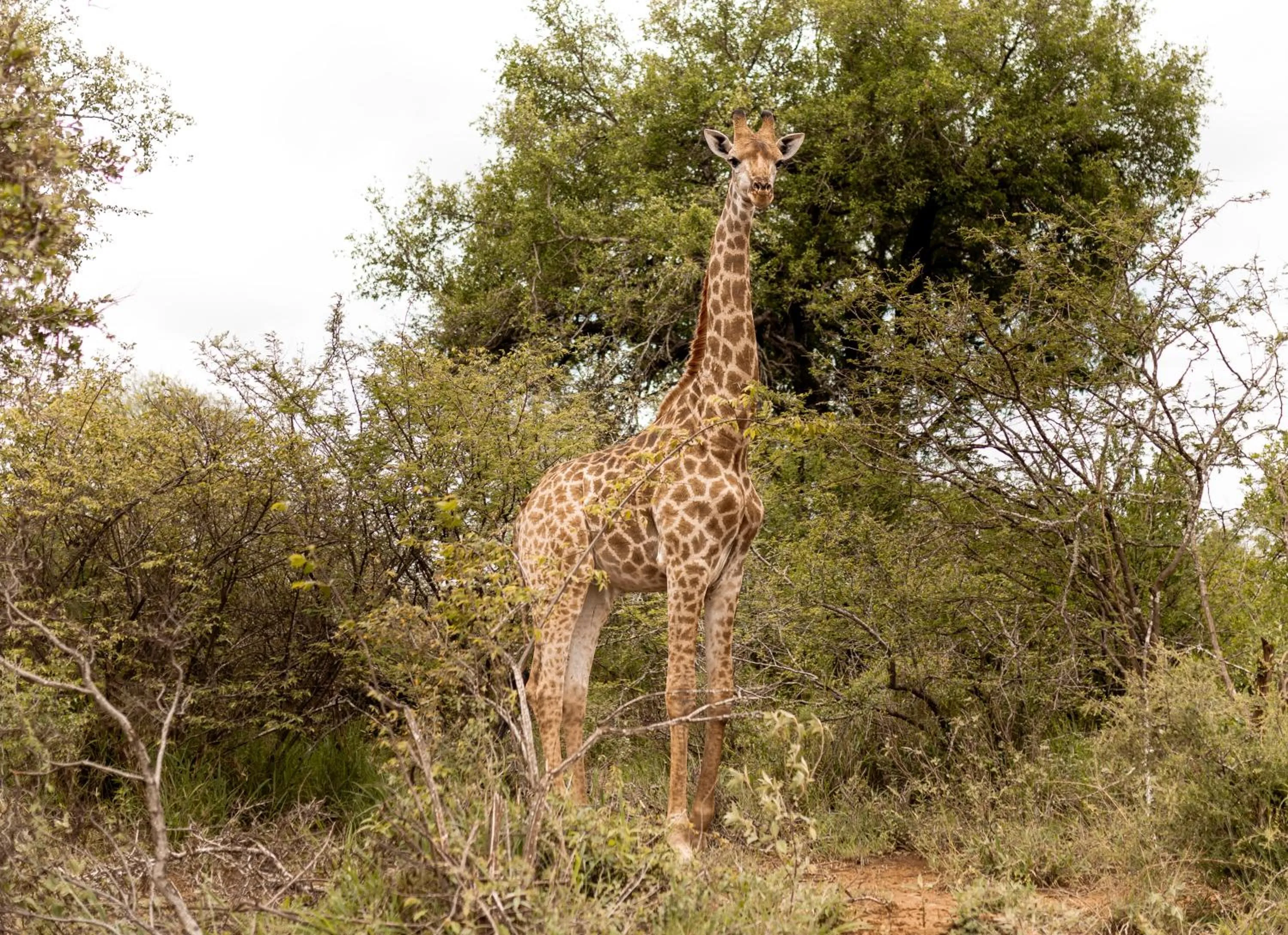 Natural landscape in Little Kubu Lodge