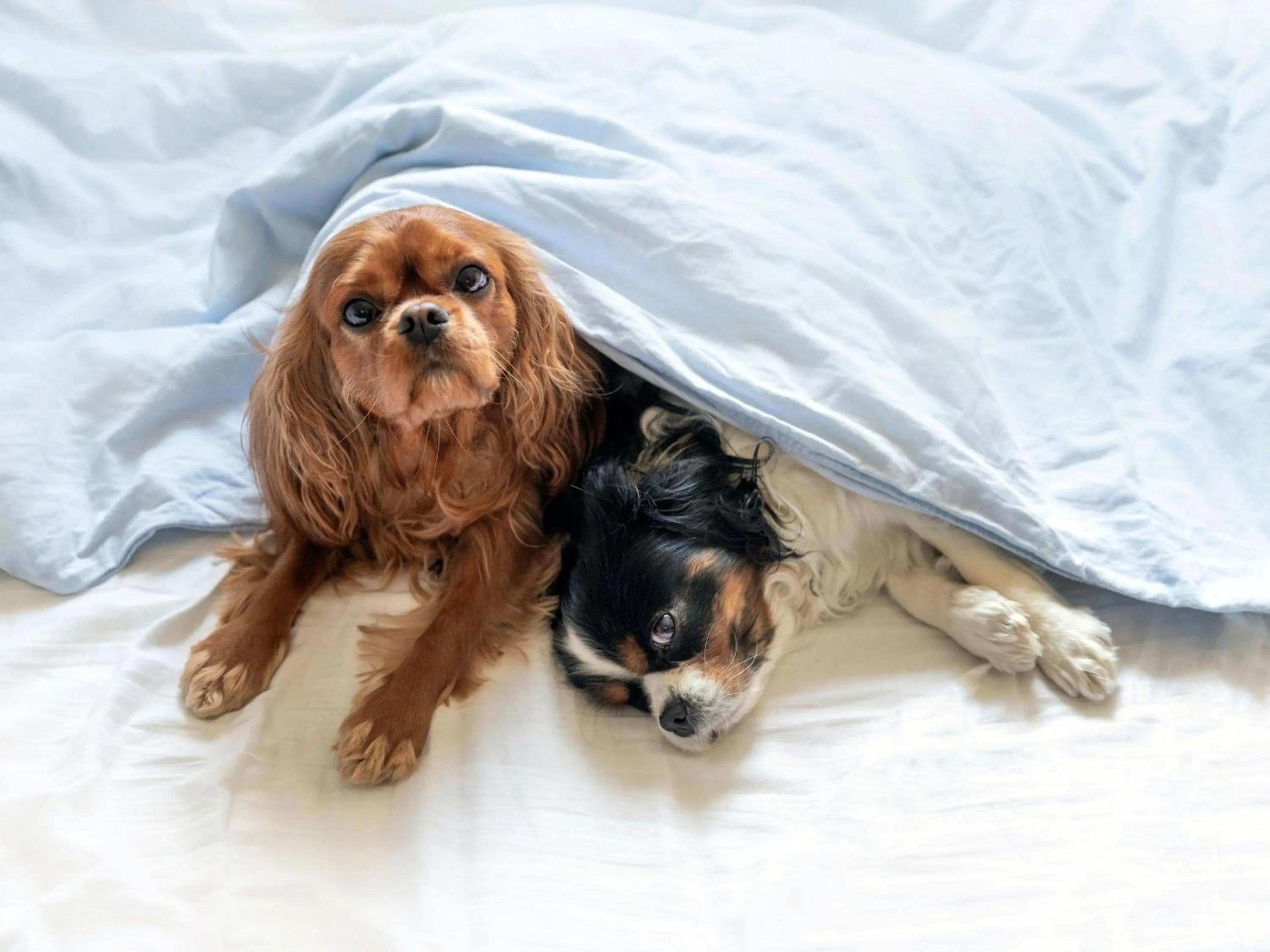 pet friendly in Apartamentos Caribe Marina D’Or 3000