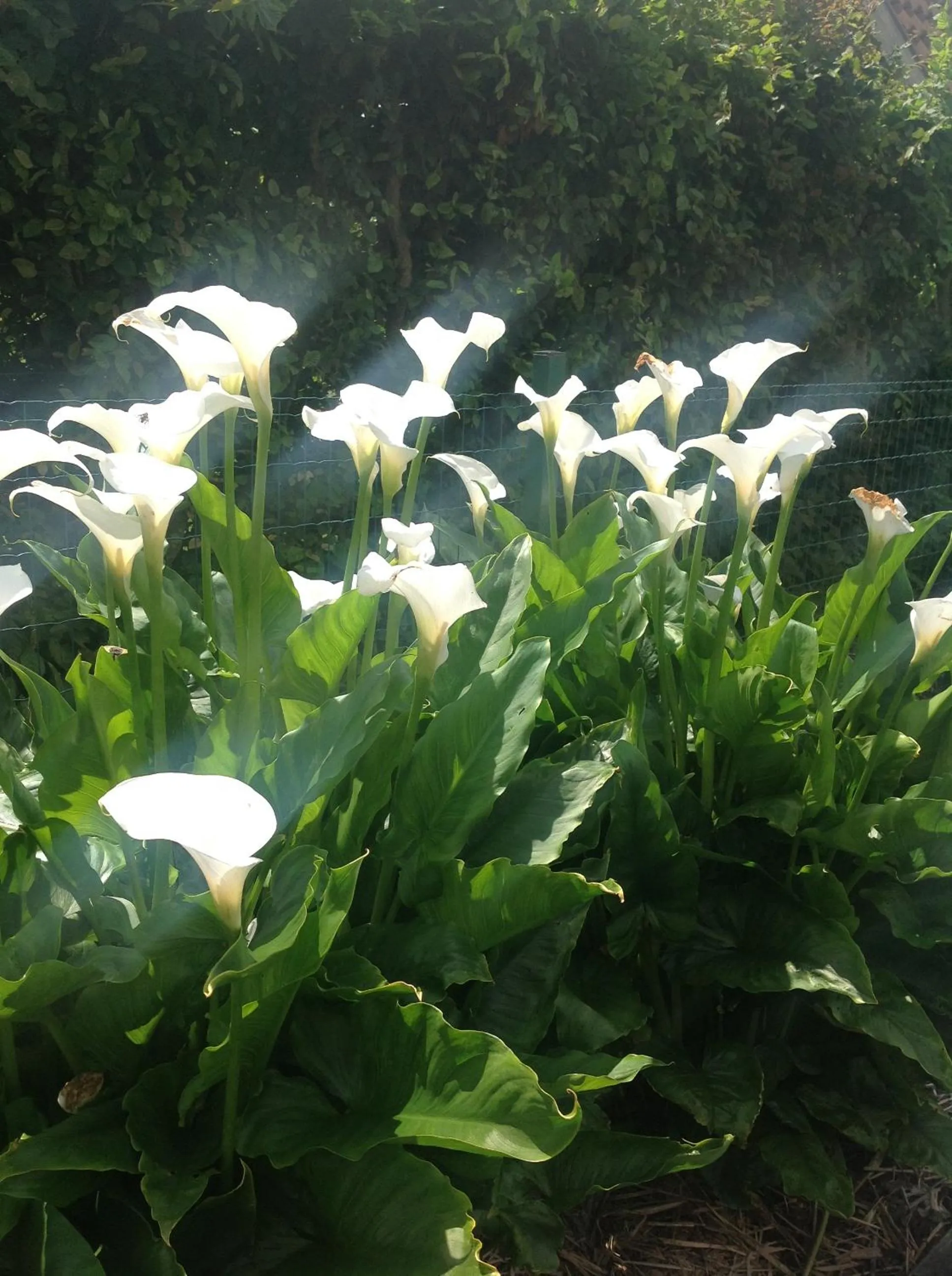 Garden in B&B Decoster