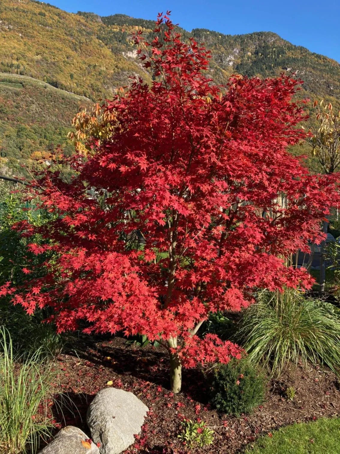 Garden in Apartments ANNY