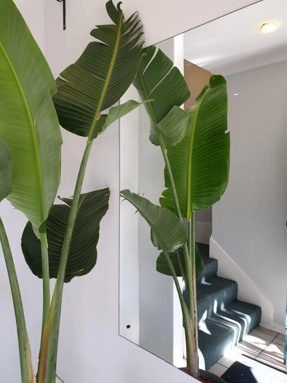 Facade/entrance in Adelaide Pulteney Motel