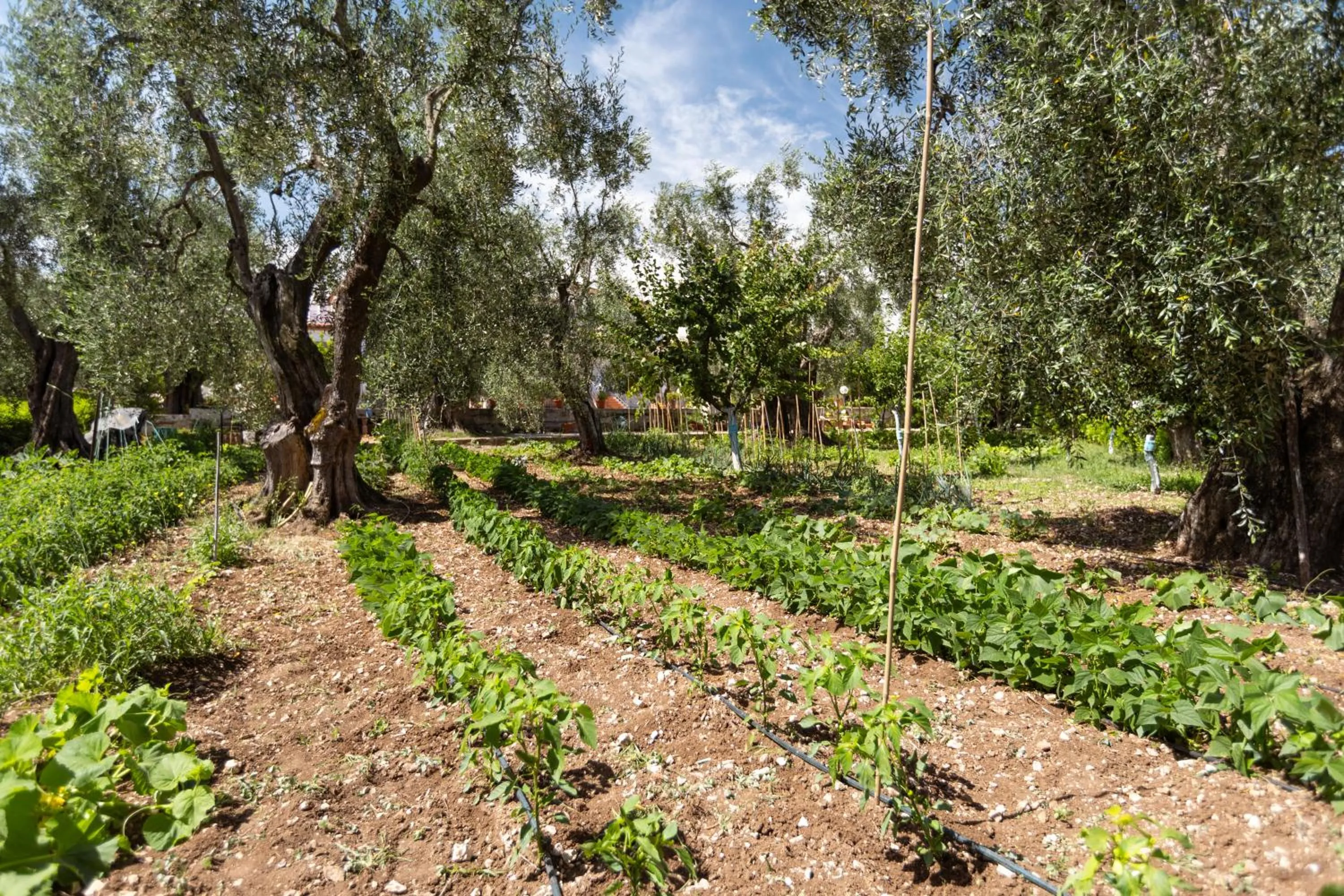 Garden in Villavesta Bed And Breakfast