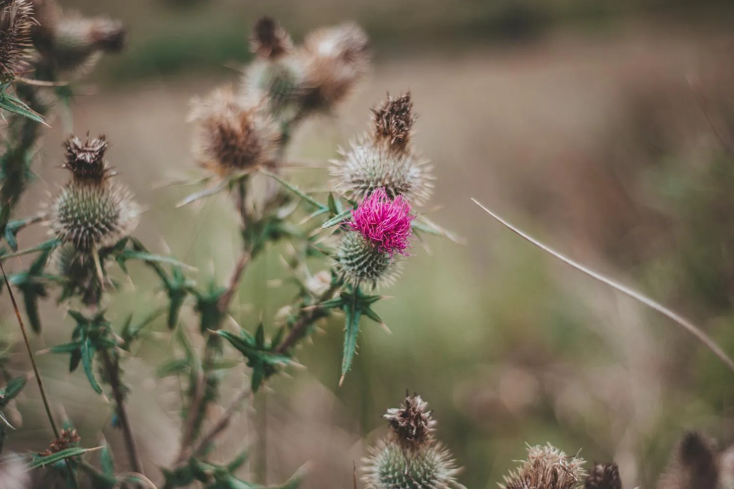 Garden in Crianlarich Youth Hostel
