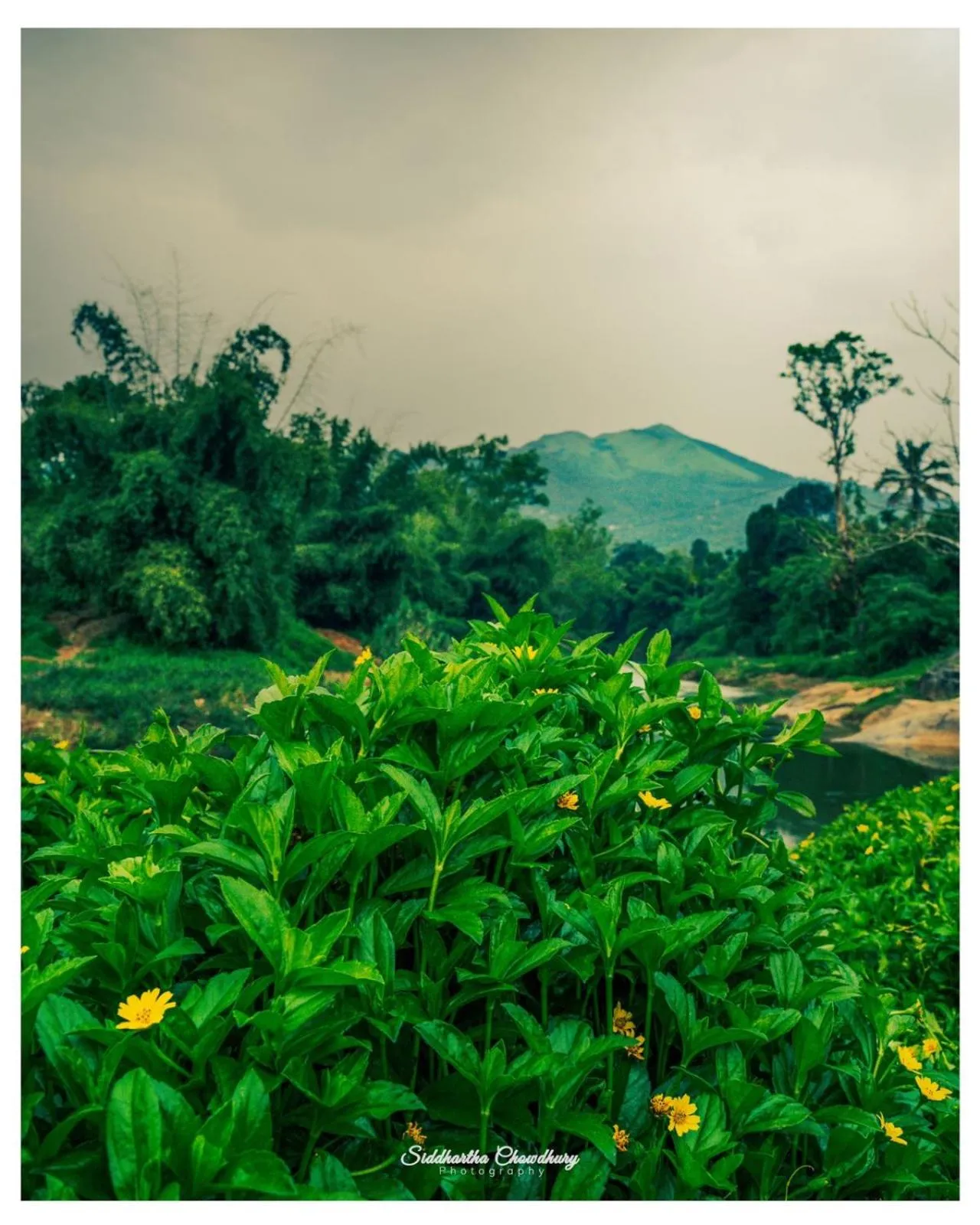Natural landscape in Grassroots Wayanad, Valley-view Tents