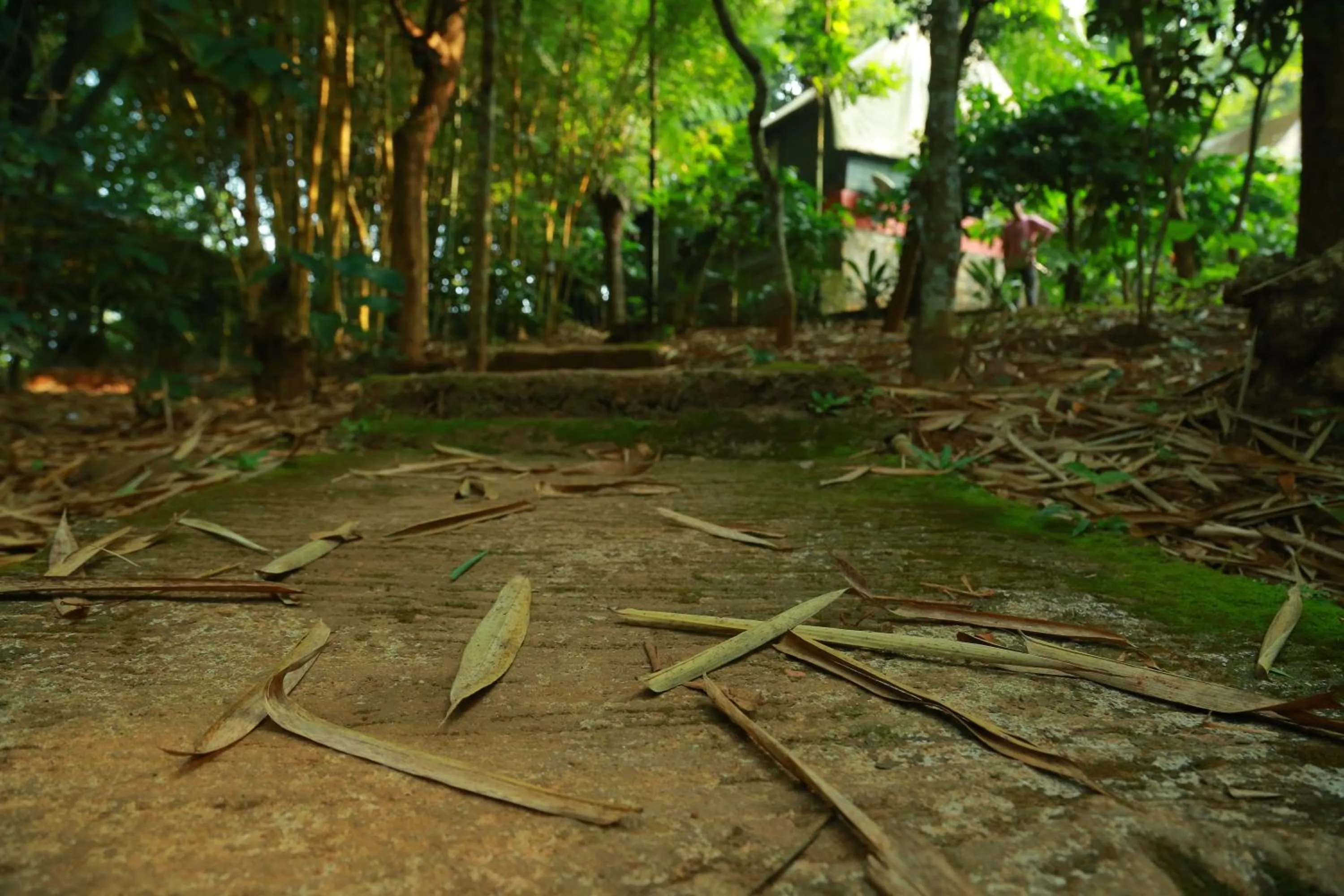 Other in Grassroots Wayanad, Valley-view Tents