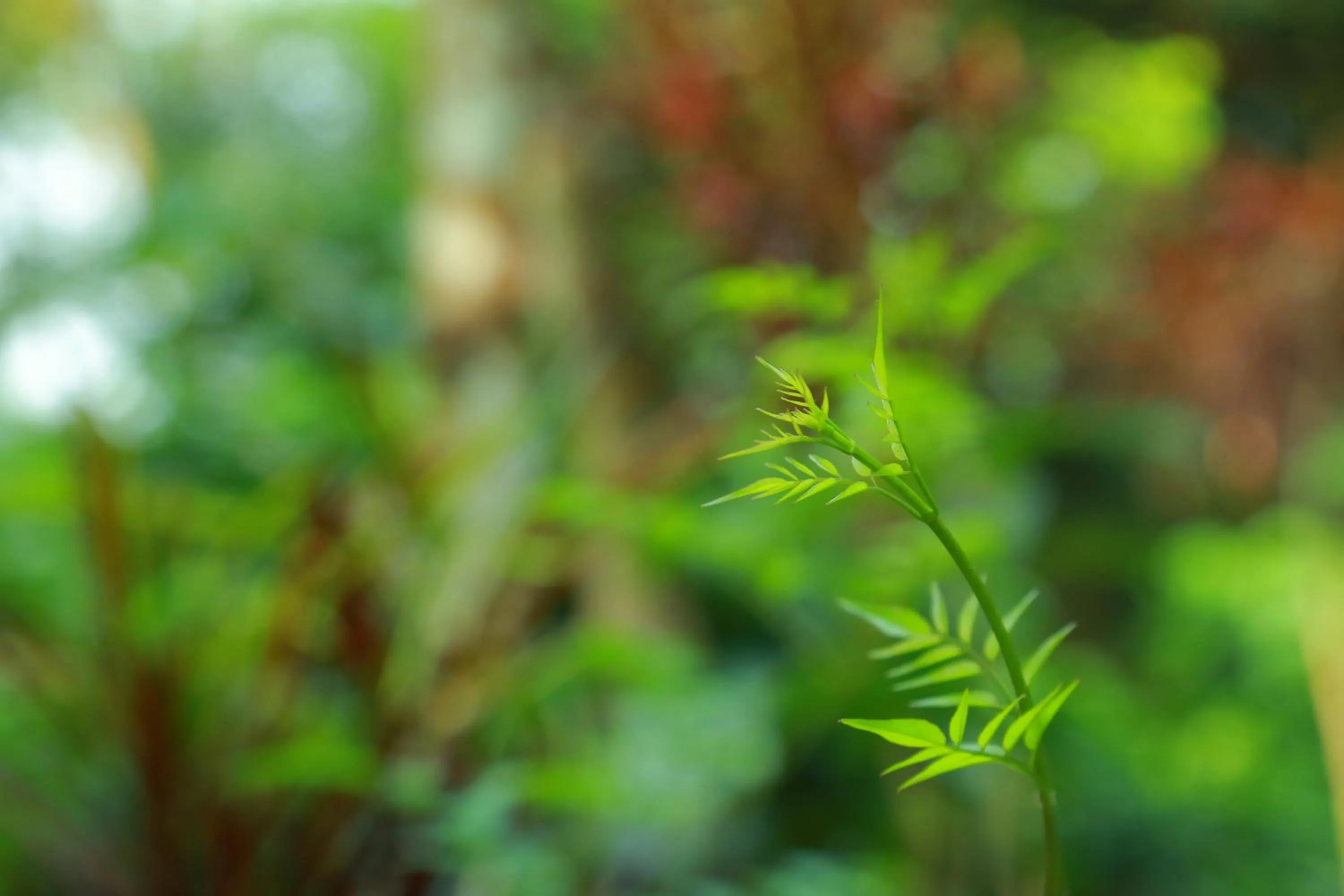 Garden in Grassroots Wayanad, Valley-view Tents