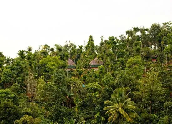Natural landscape in Grassroots Wayanad, Valley-view Tents