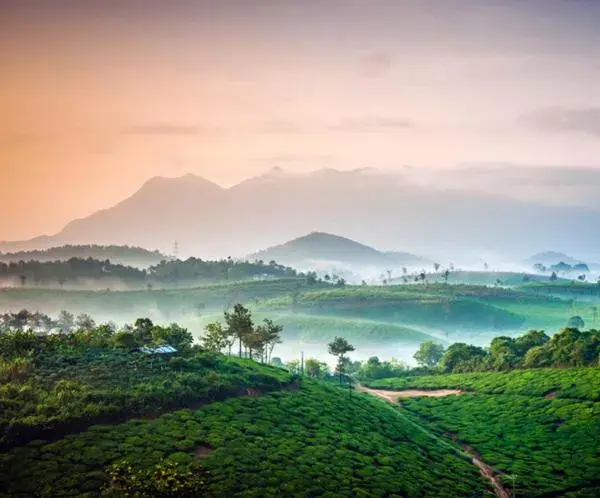 Mountain view in Grassroots Wayanad, Valley-view Tents Mountain view in Grassroots Wayanad, Valley-view Tents