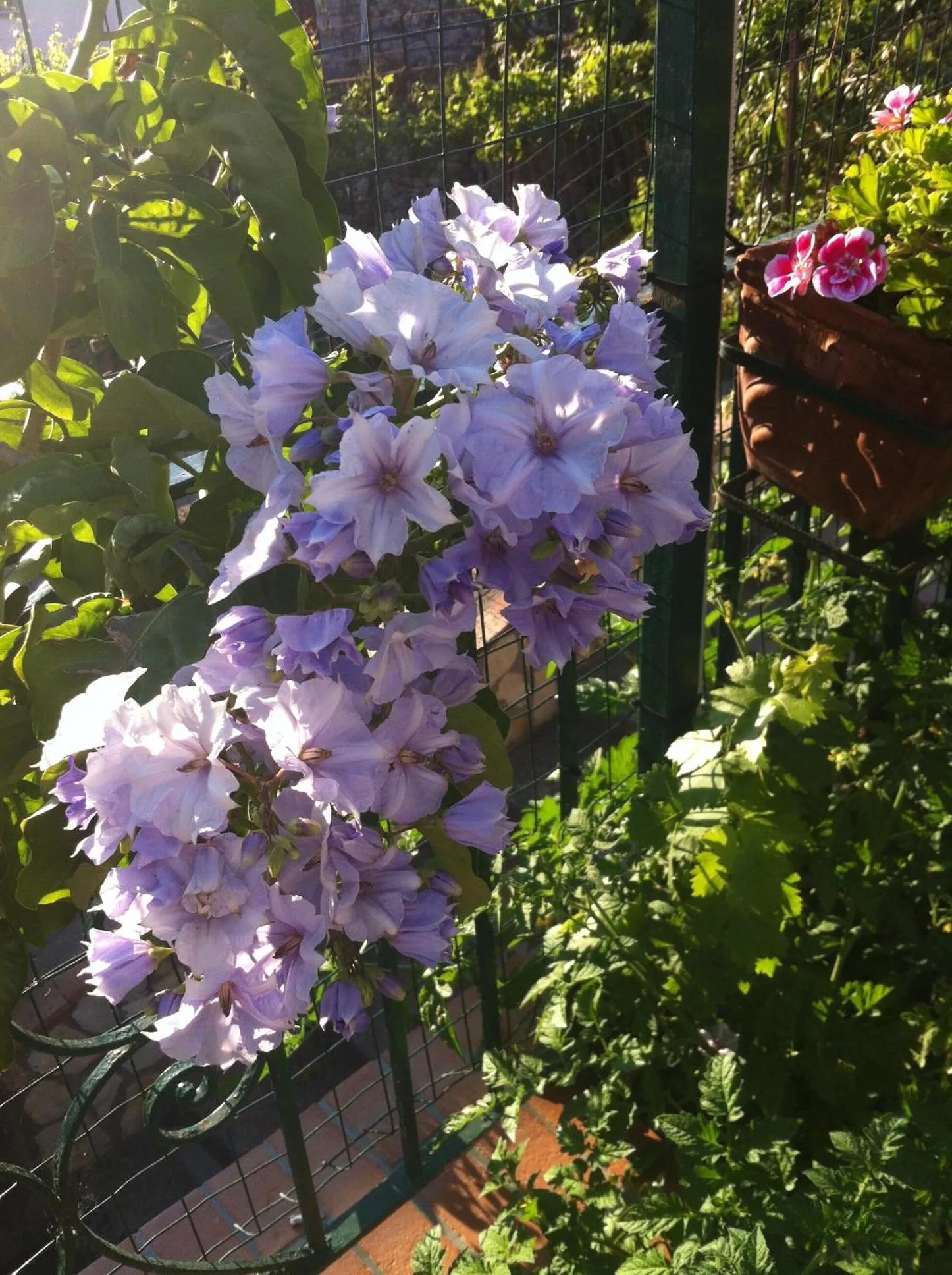 Garden in Casa Palazzo a Mare