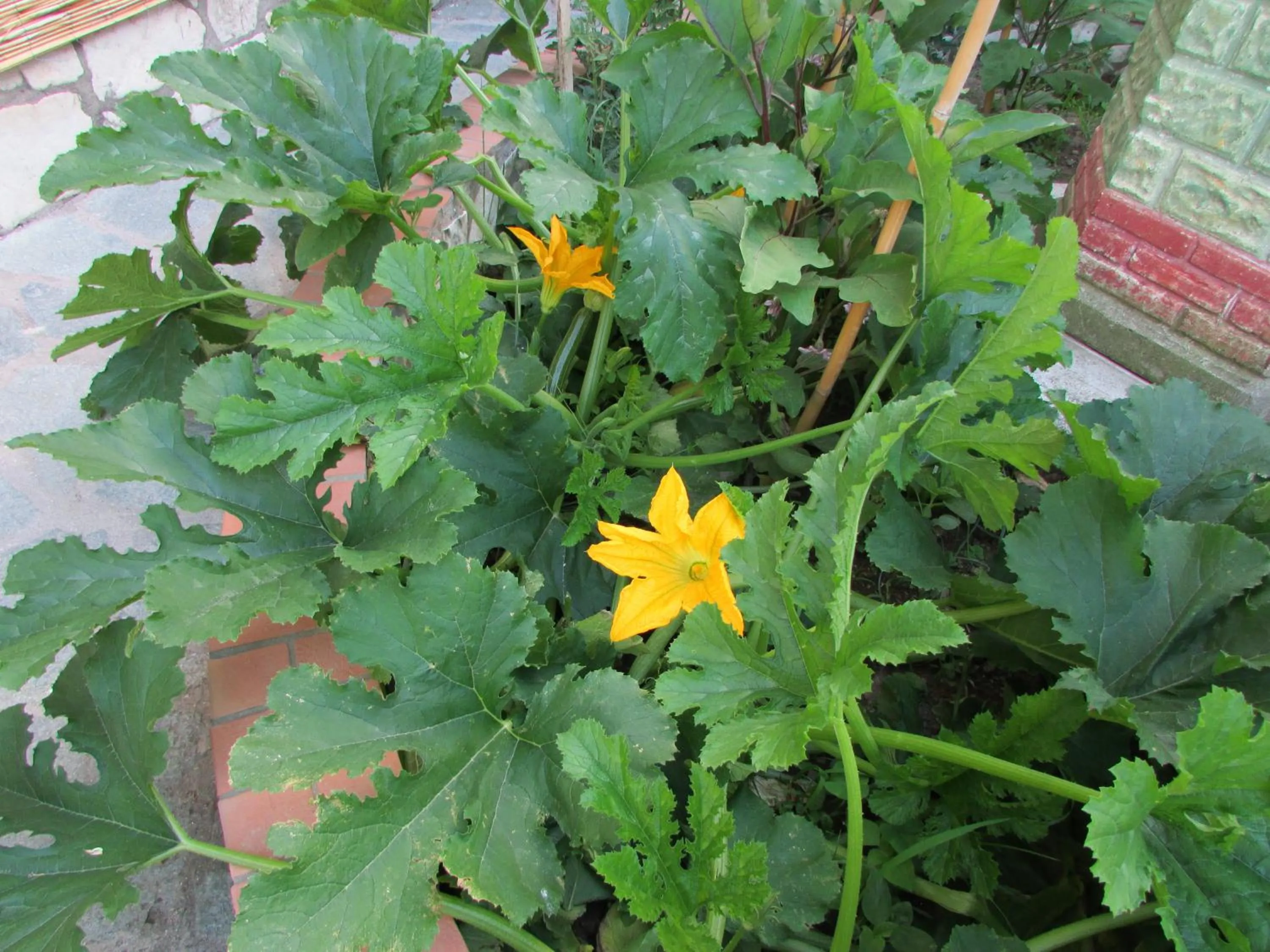Garden in Casa Palazzo a Mare