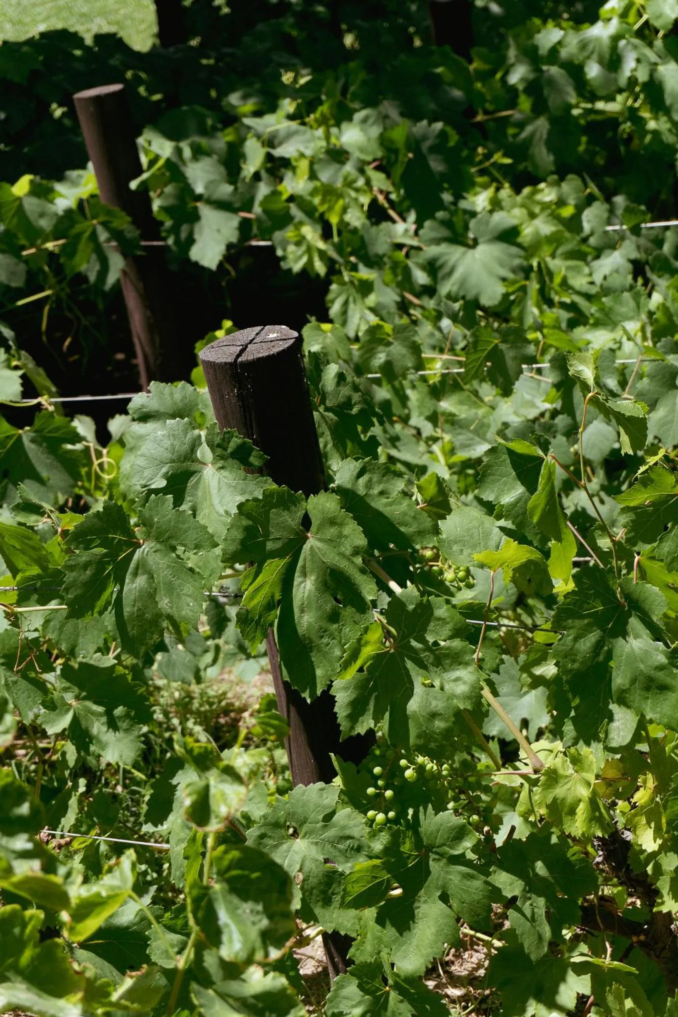 Casa Entonada - Hotel Boutique