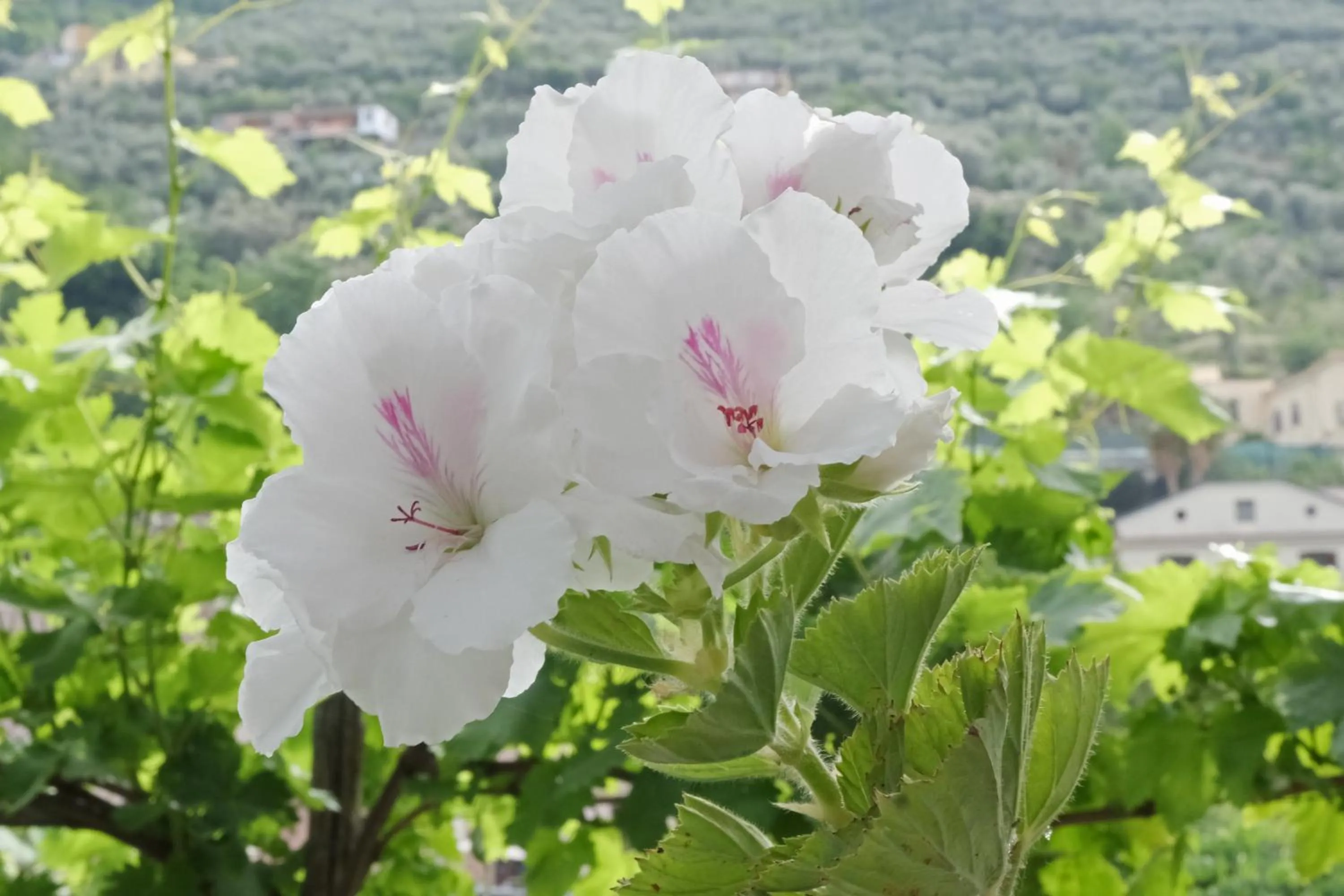 Garden in B&B Maria Grazia