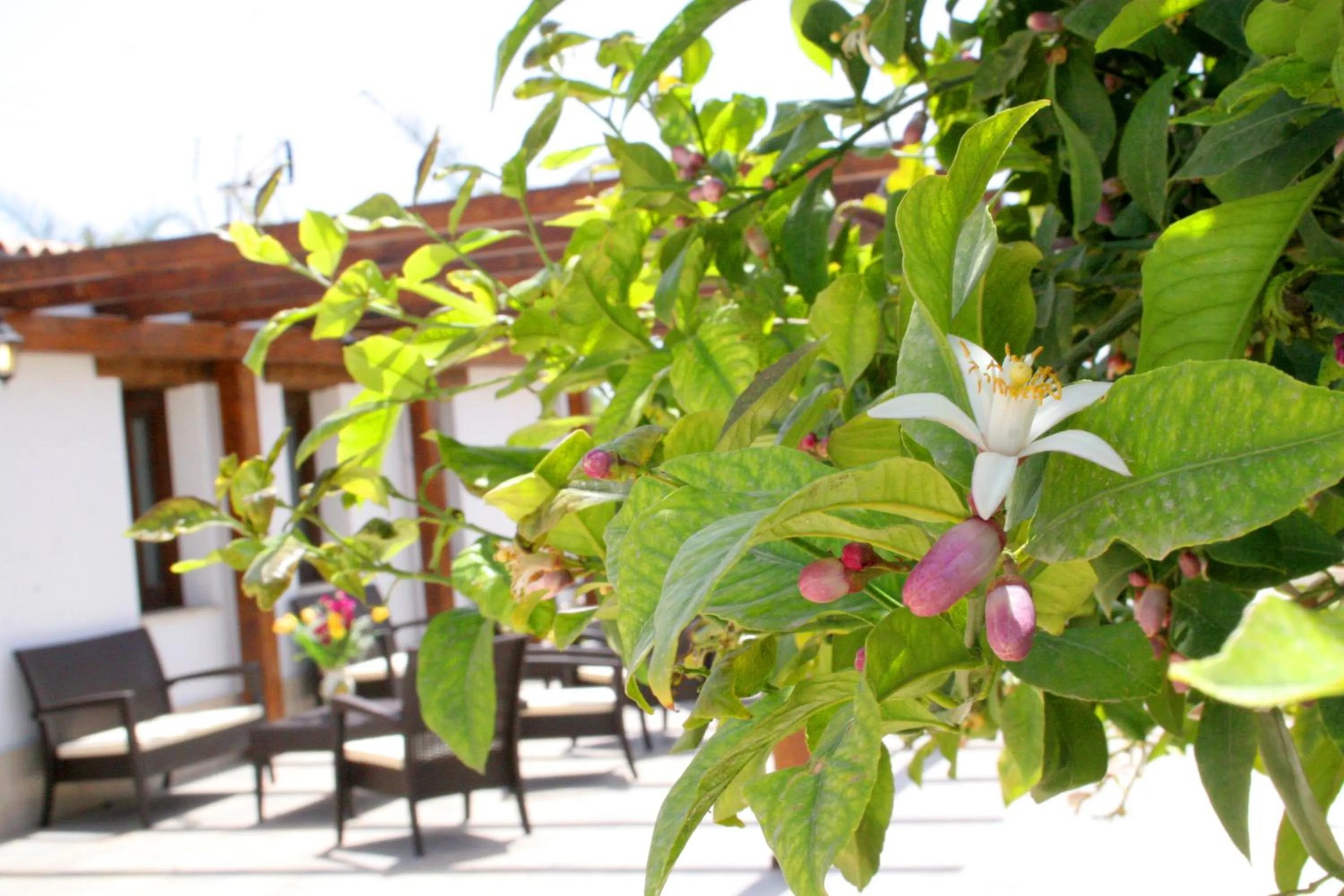 Patio in Terra Dei Limoni