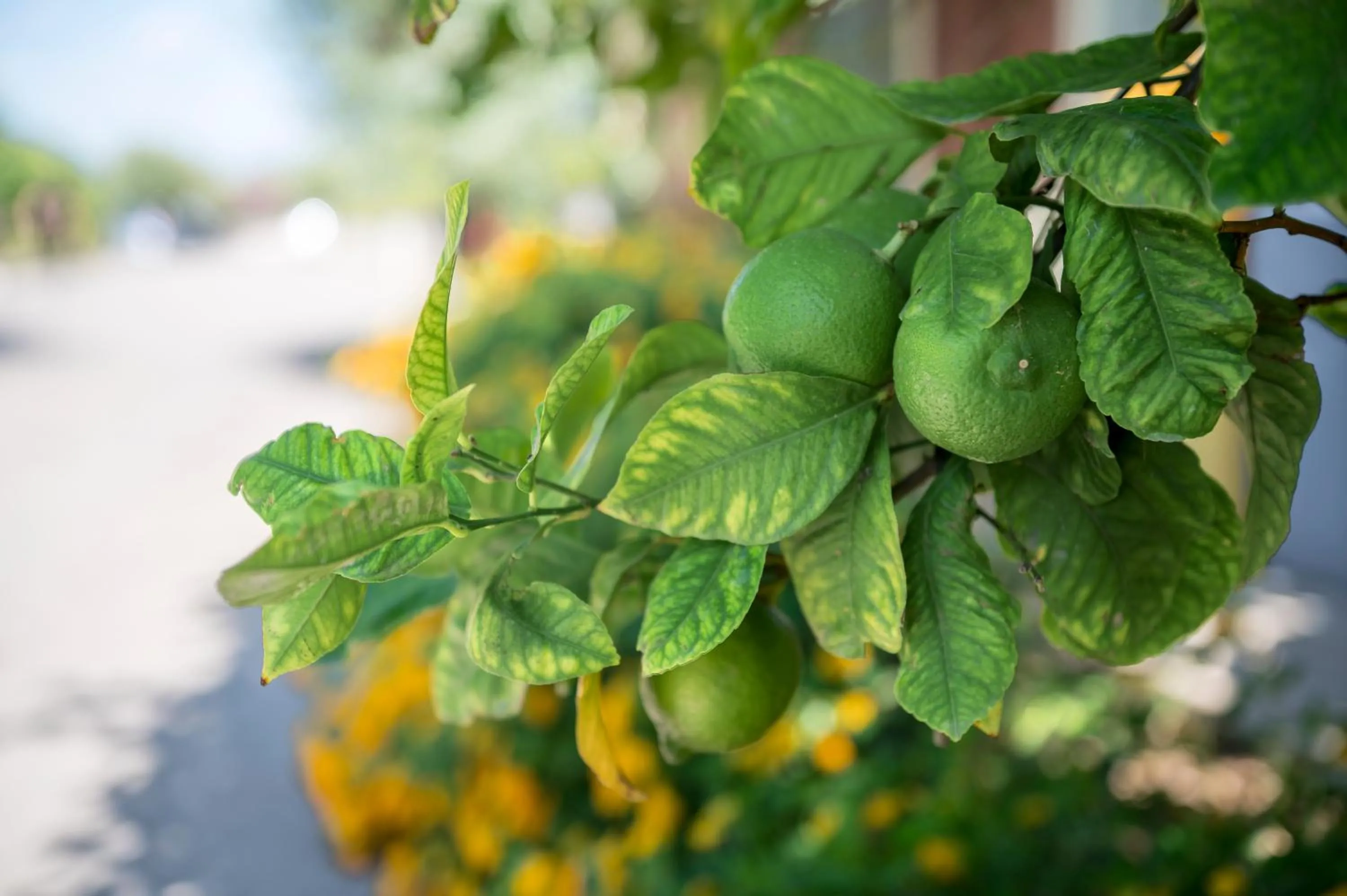 Spring in Terra Dei Limoni