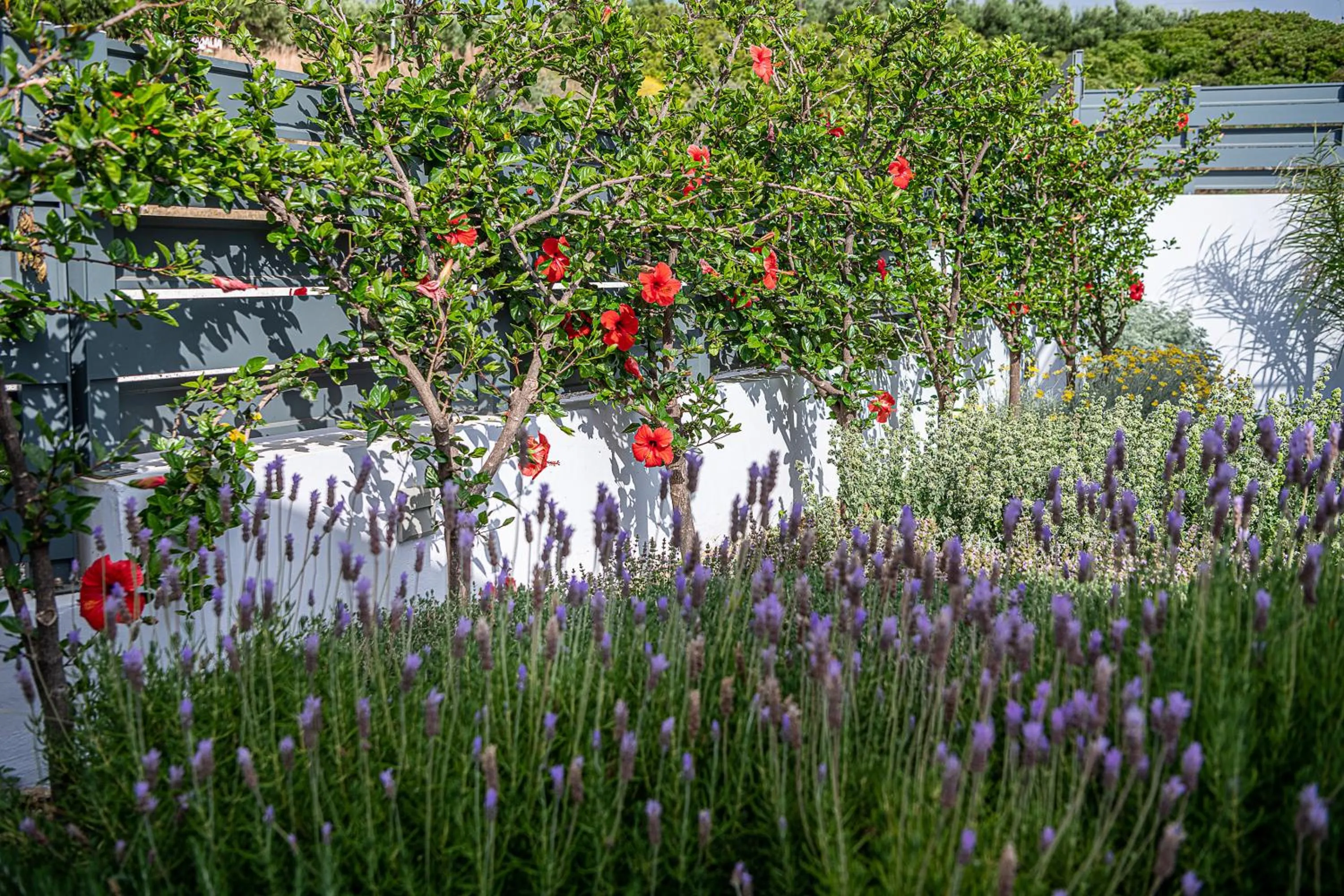 Garden in Sunset Elafonisi Apartments