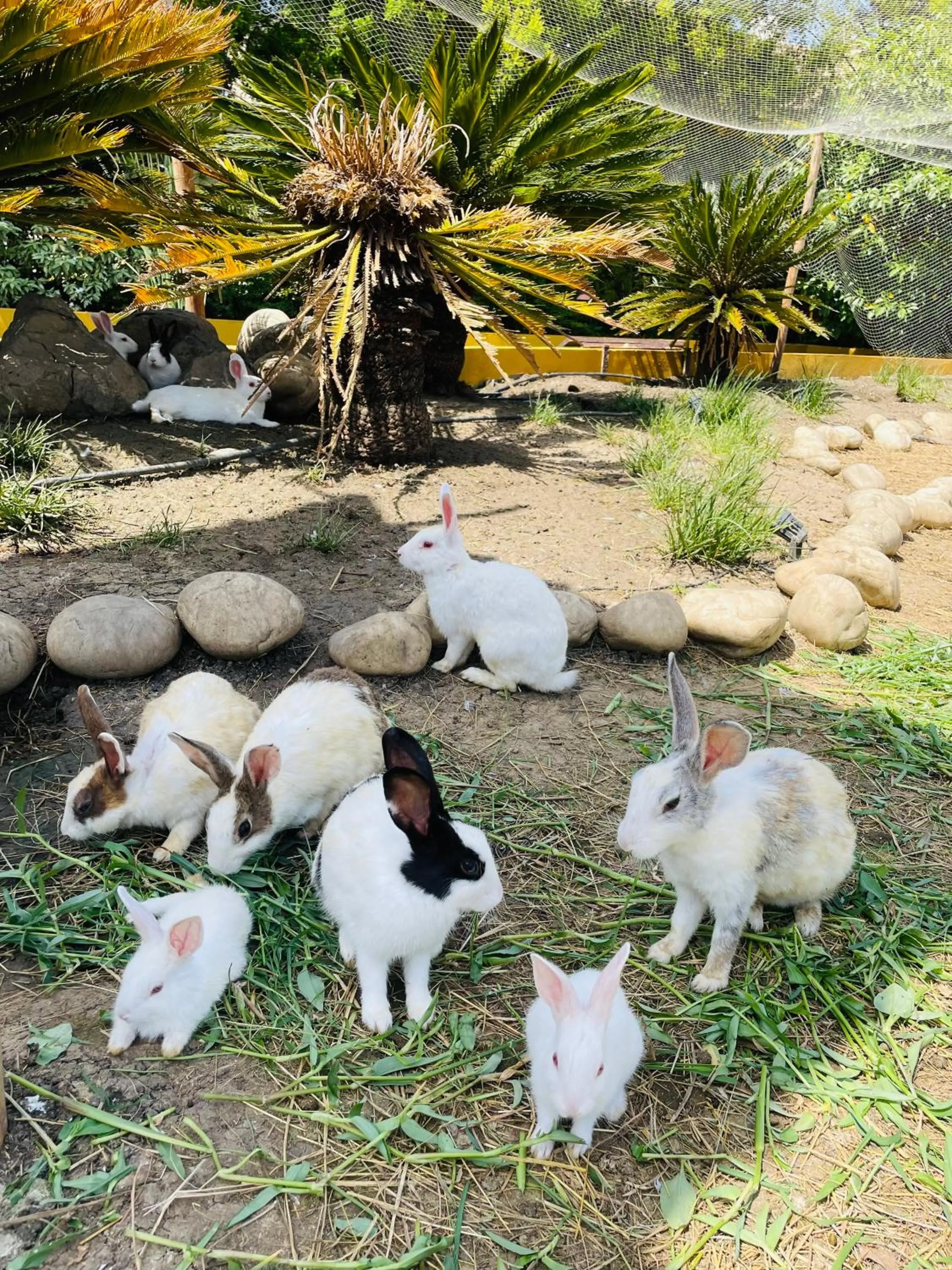 Animals in Shambhala