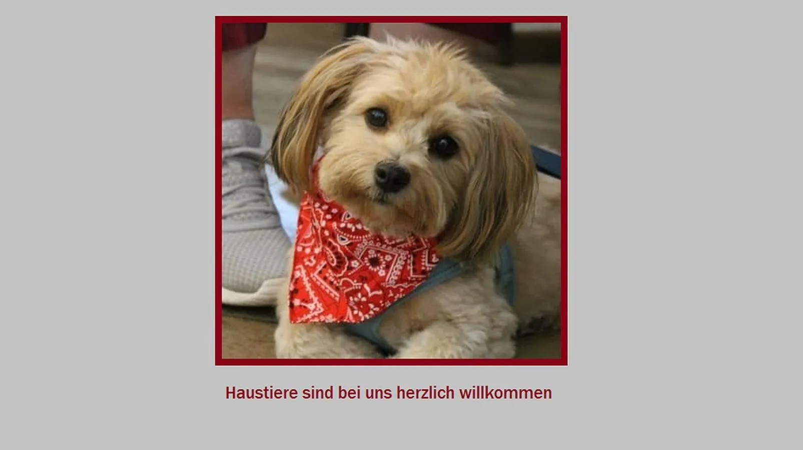 pet friendly in Stadt-gut-Hotel Rheinischer Hof