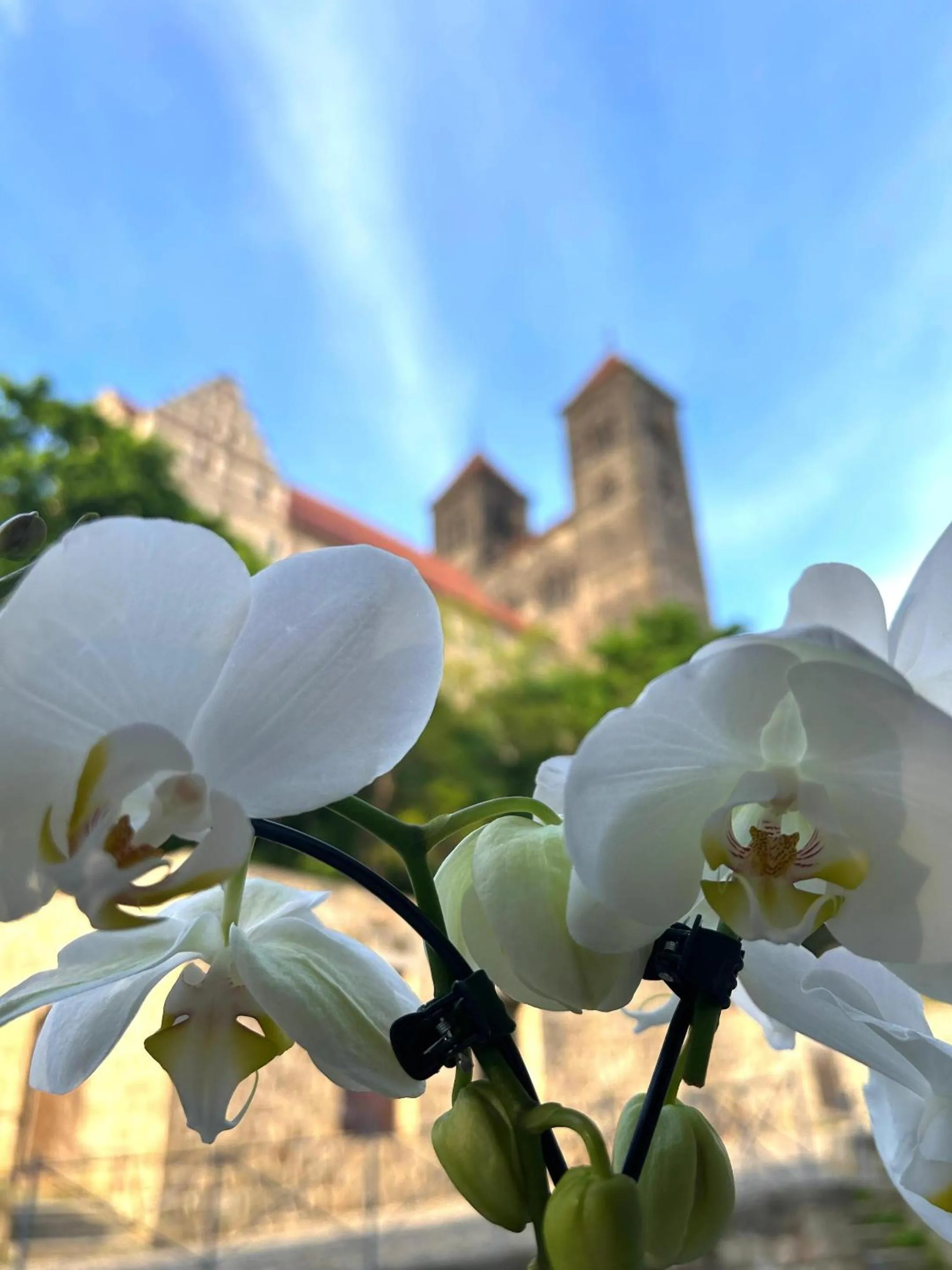 View (from property/room) in Hotel Domschatz